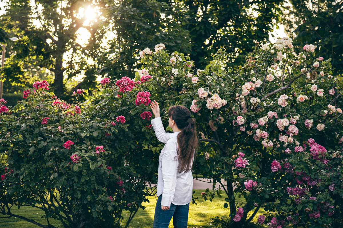 Among the roses. A sensory pause: scent, sunlight, and the quiet joy of touch