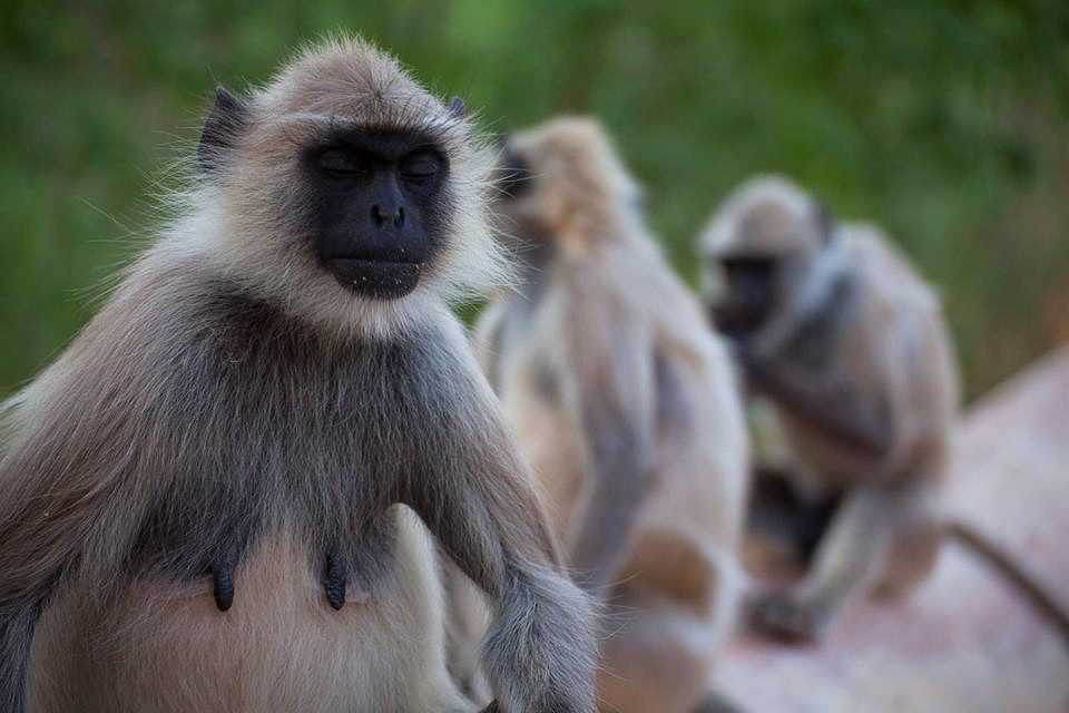 Jaipur Amer