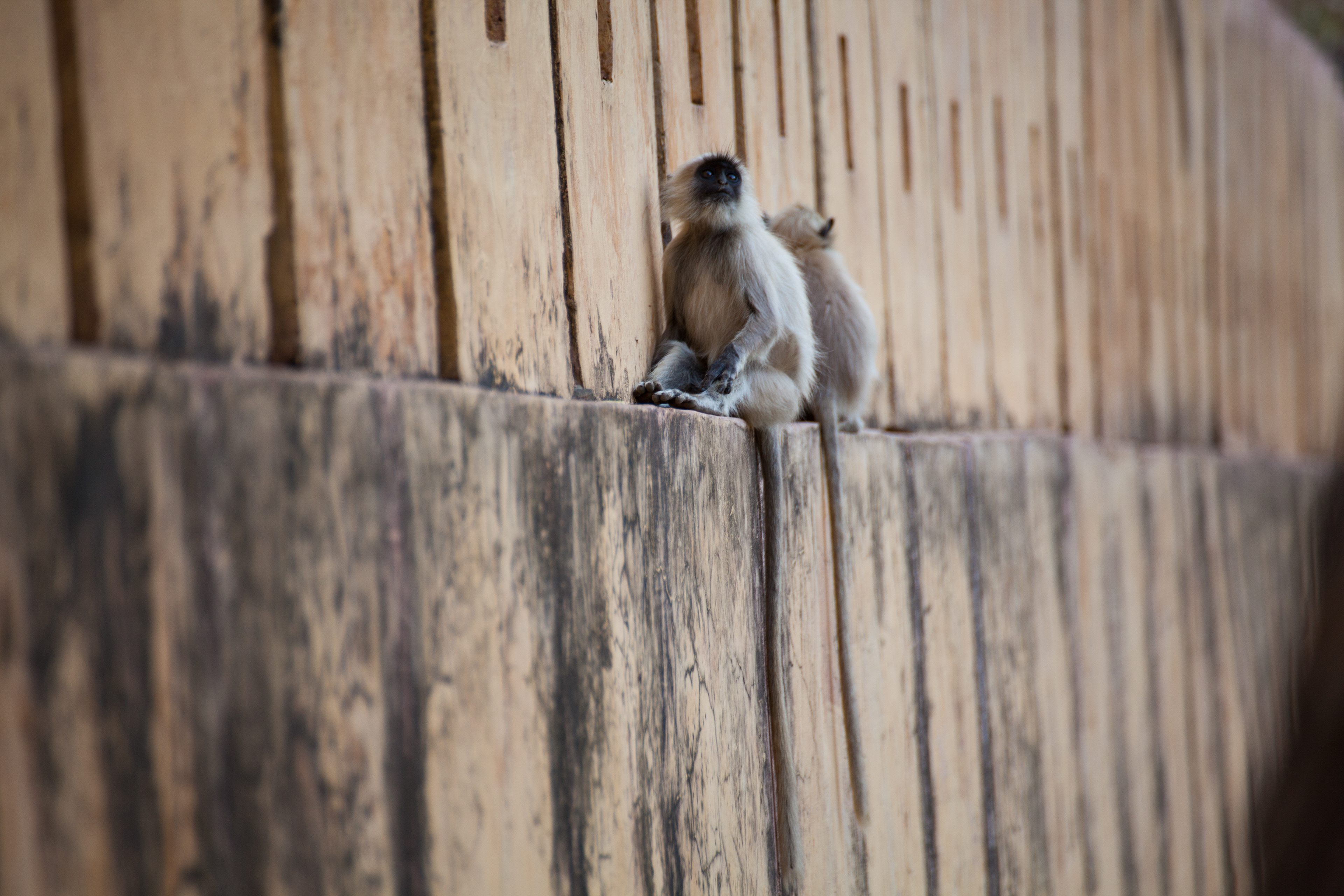 Jaipur Amer