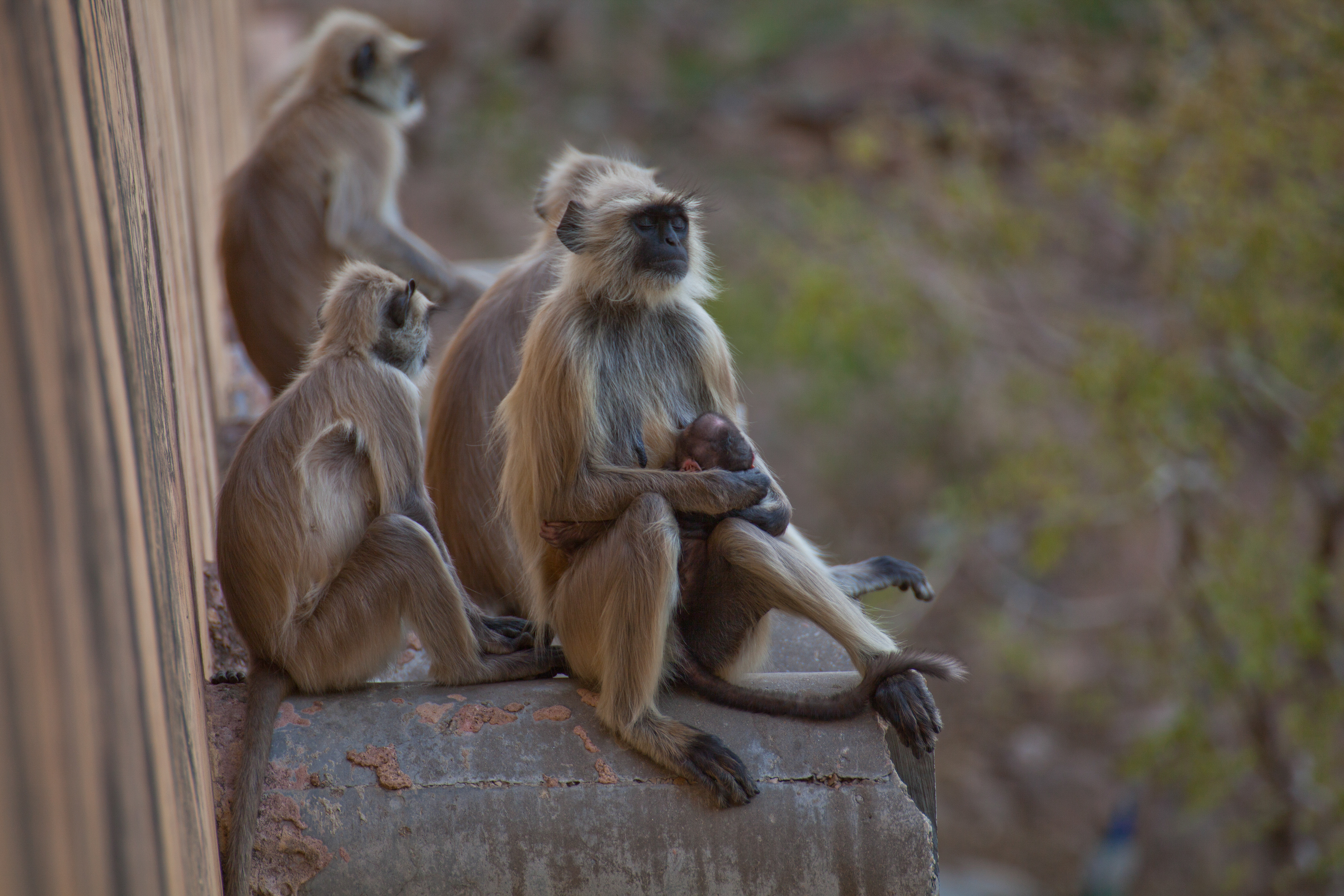 Jaipur Amer