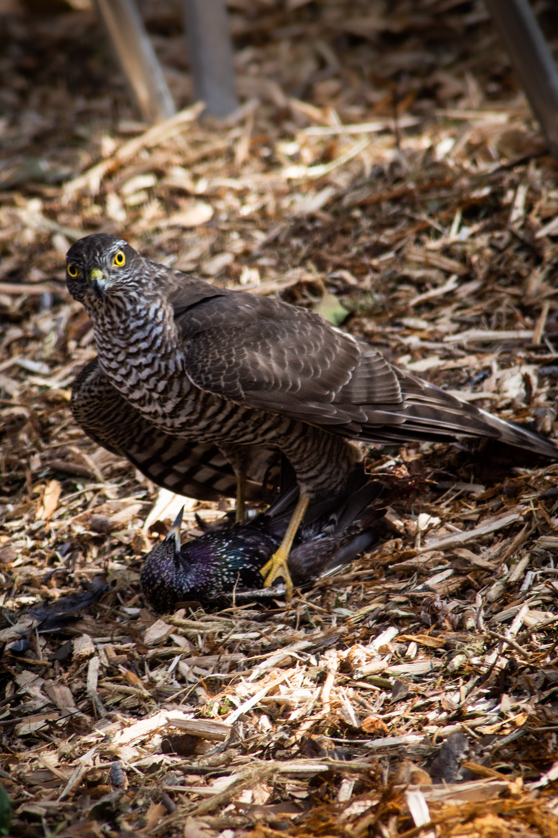 hawk, photograhy, wild photography, bird photography, nature, Switzerland, melis christin