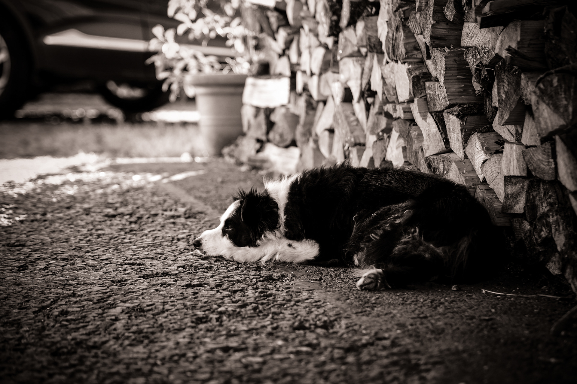 dog where we stayed in Kintail. He had no interest in anyone but his master.