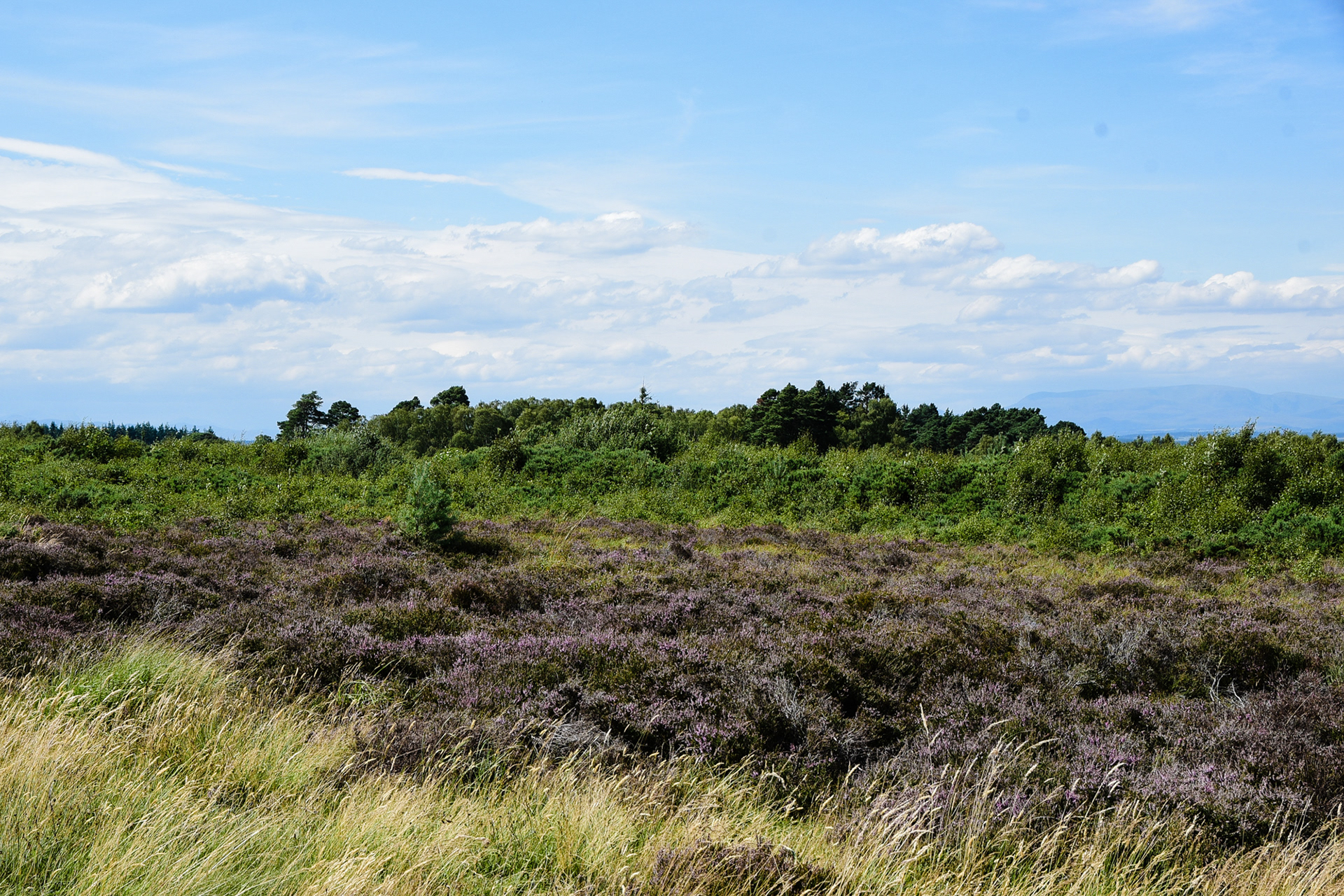 Colloden Moor