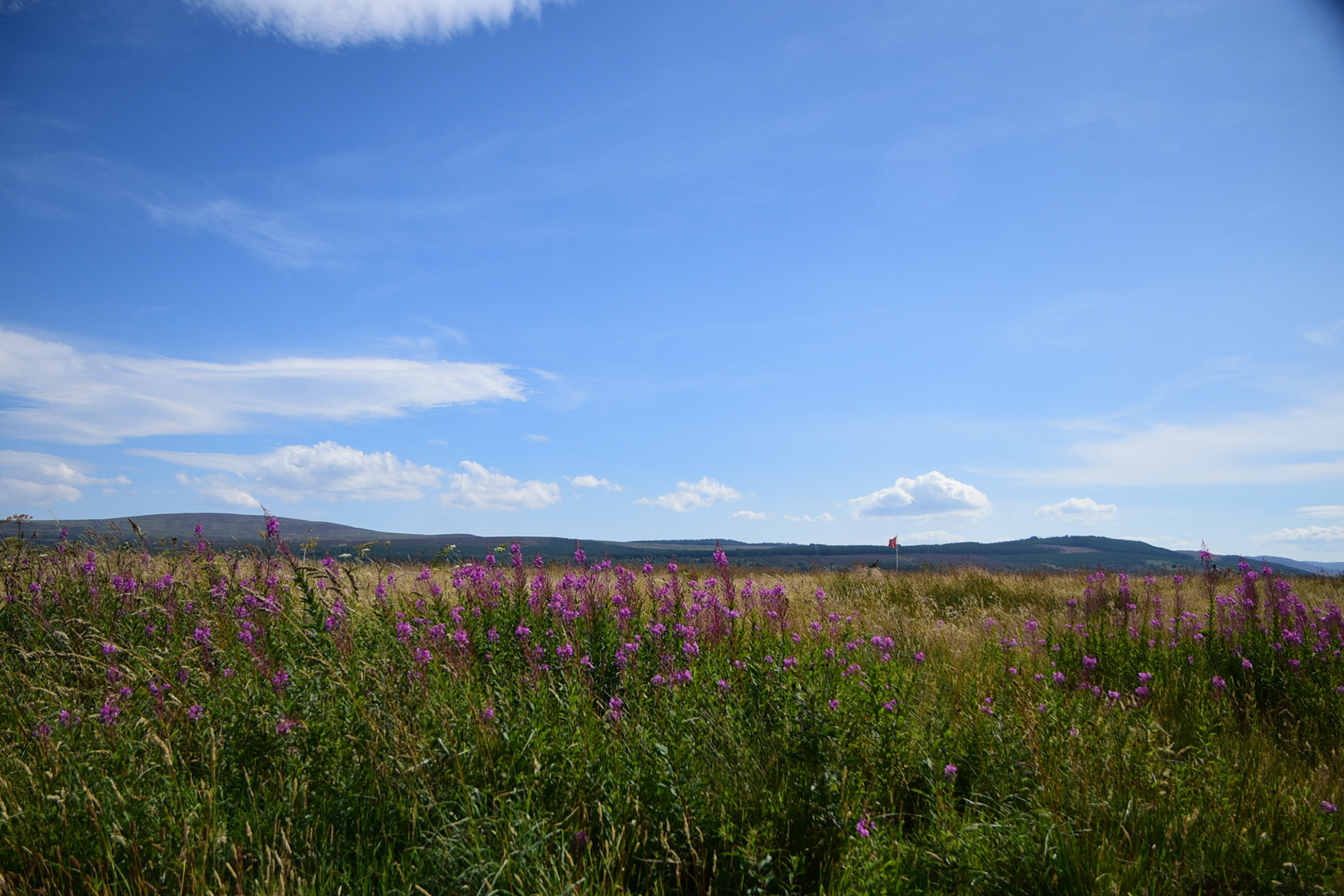 Colloden Moor