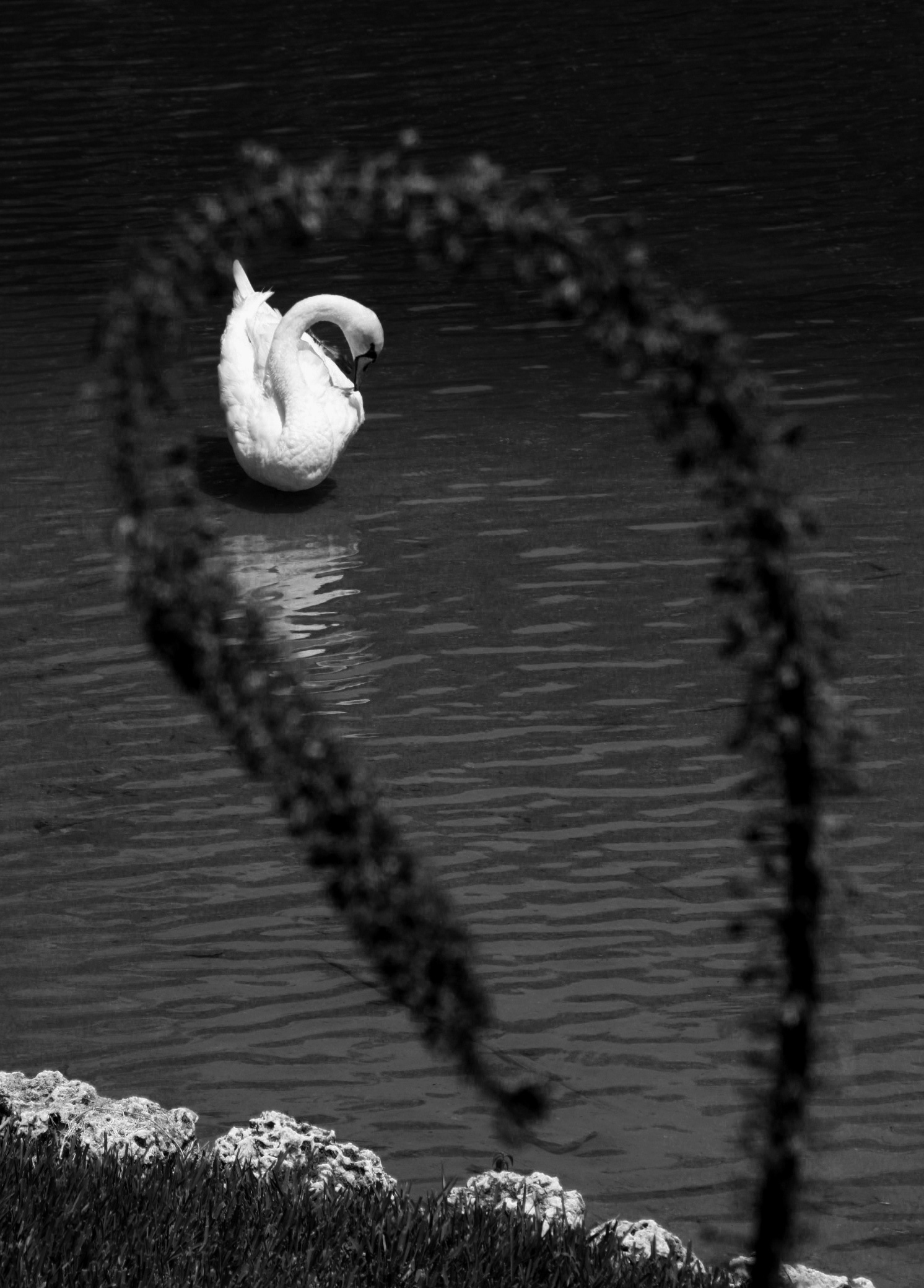 Framed swan