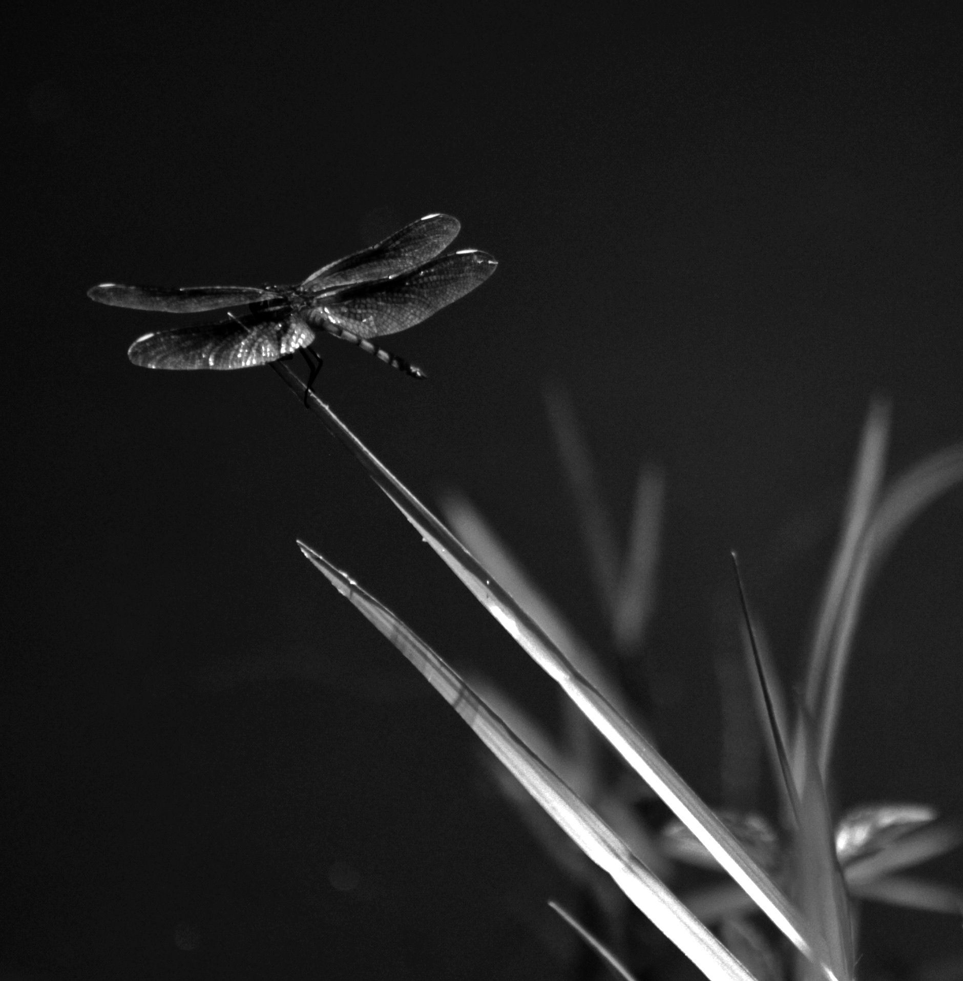 Dragonfly