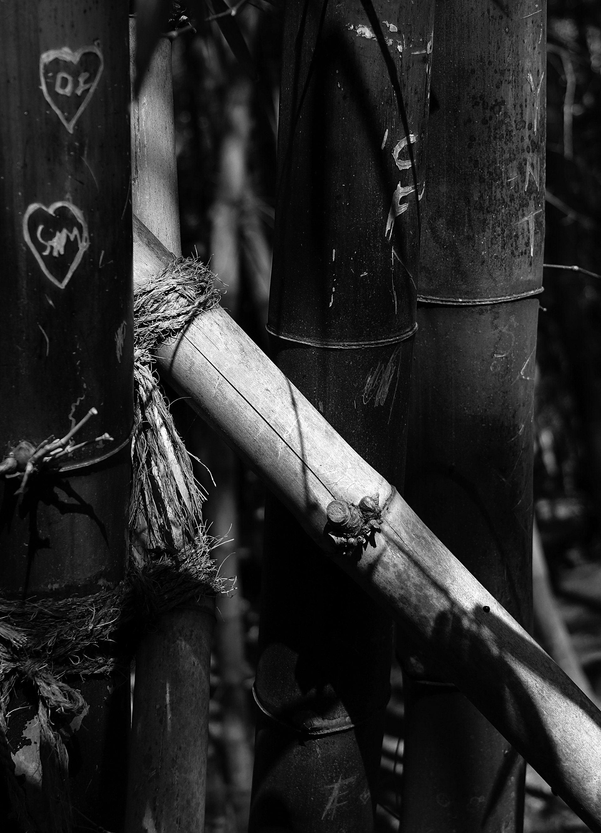 Bamboo