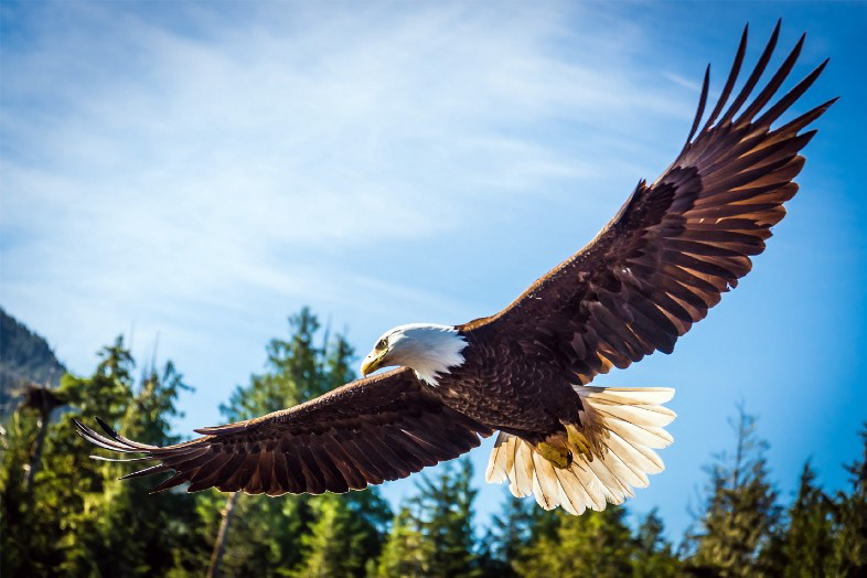 A bald eagle soaring in the blue sky, above trees.