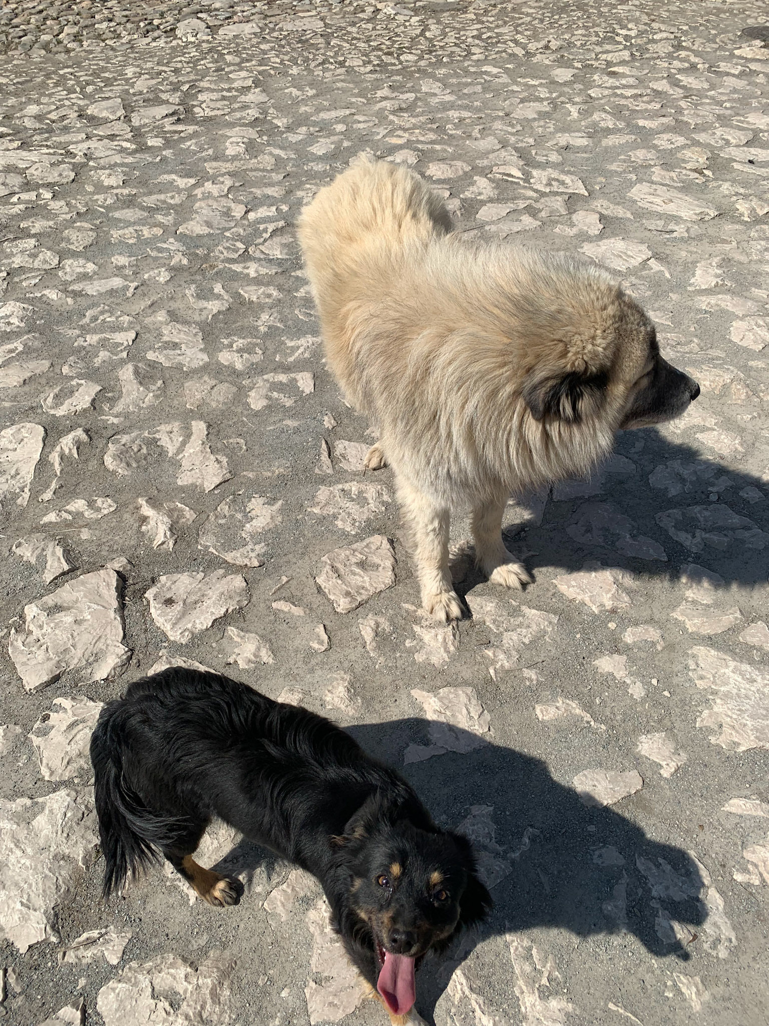 These two fluffsters join us from nowhere