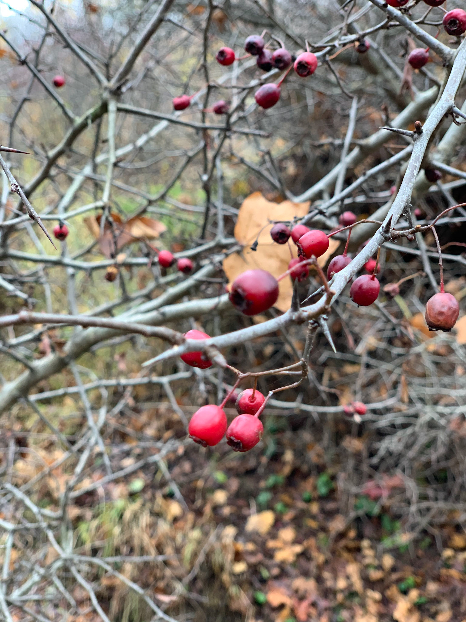 Berries of some sort