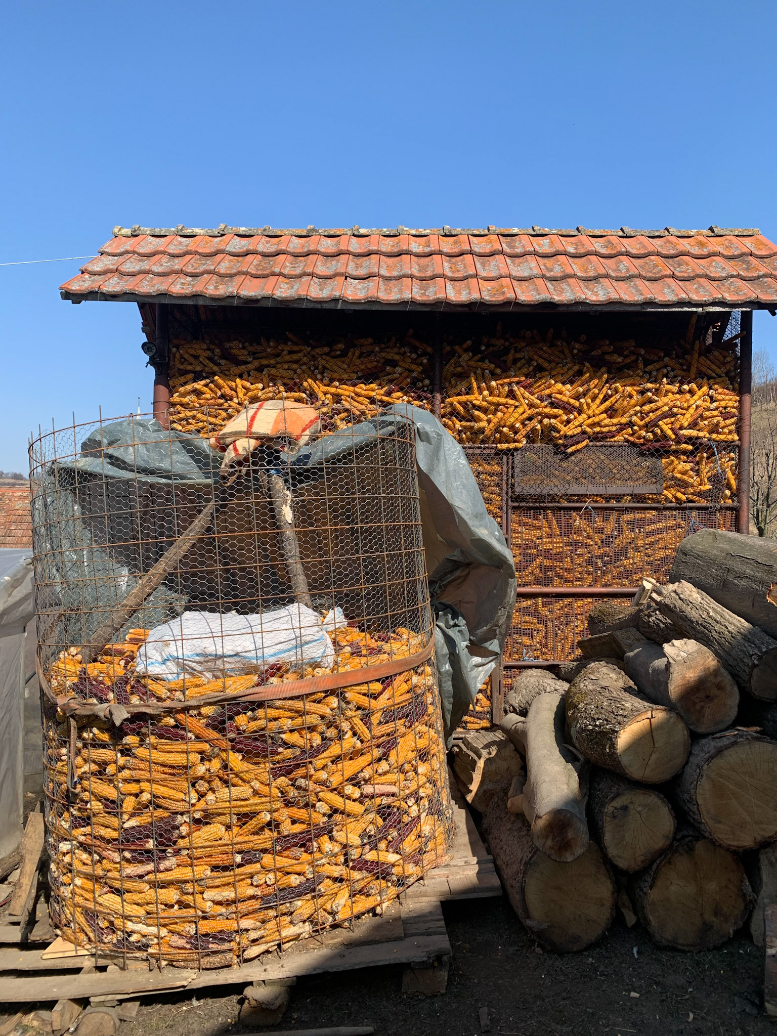 Harvested corn at Bio-Moșna