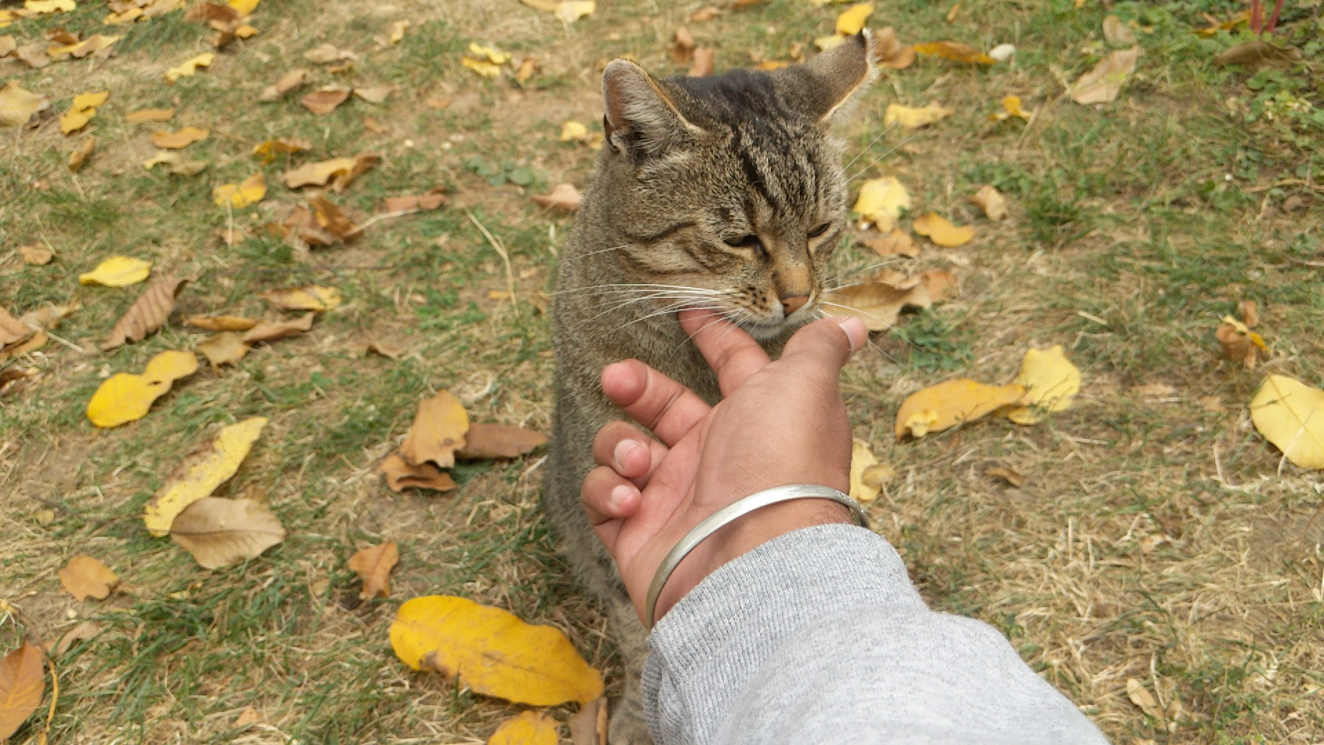 Maker:0x4c,Date:2018-1-19,Ver:4,Lens:Kan03,Act:Lar01,E-Y