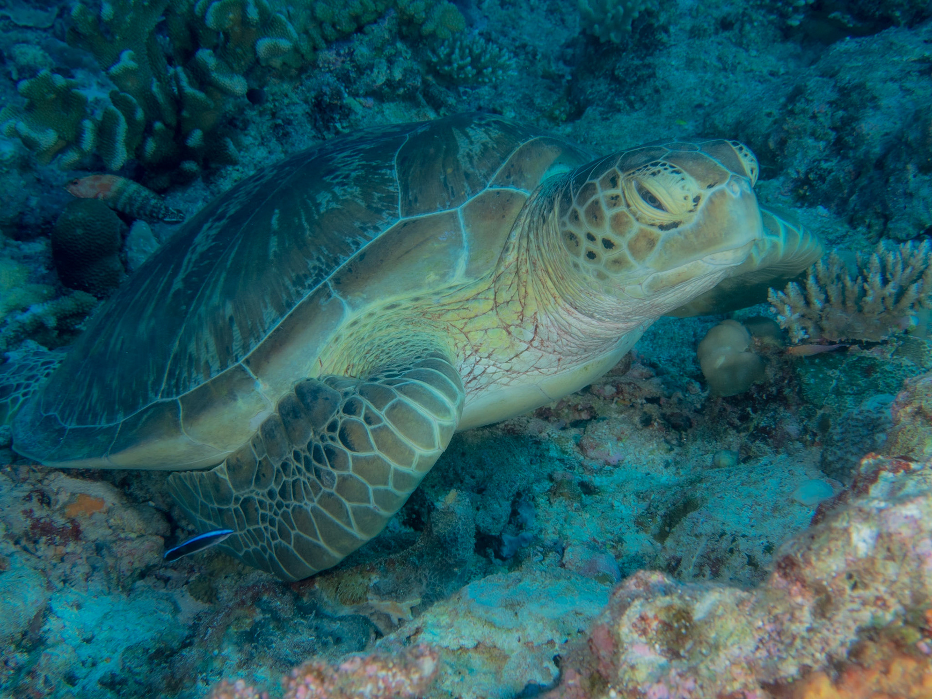 Green sea turtle