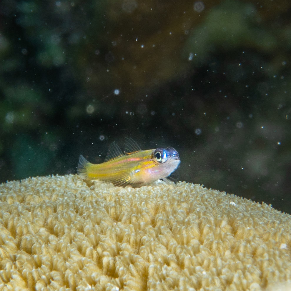 Sharknose goby