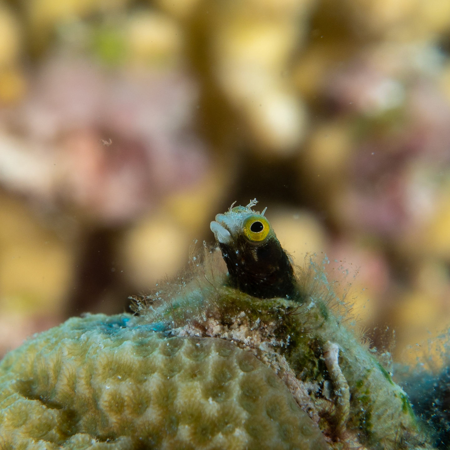 Spineyhead blenny