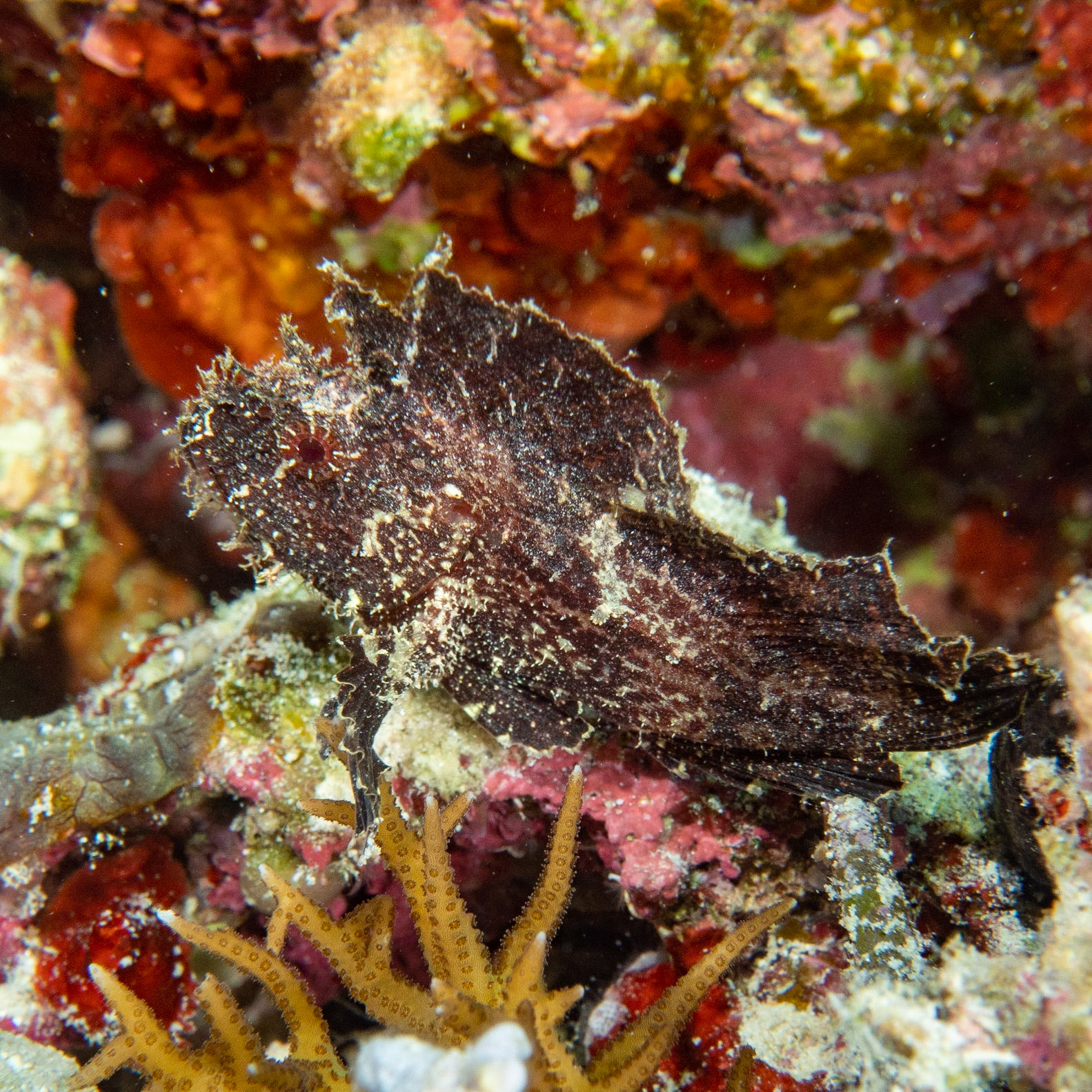 Leaf scorpion fish