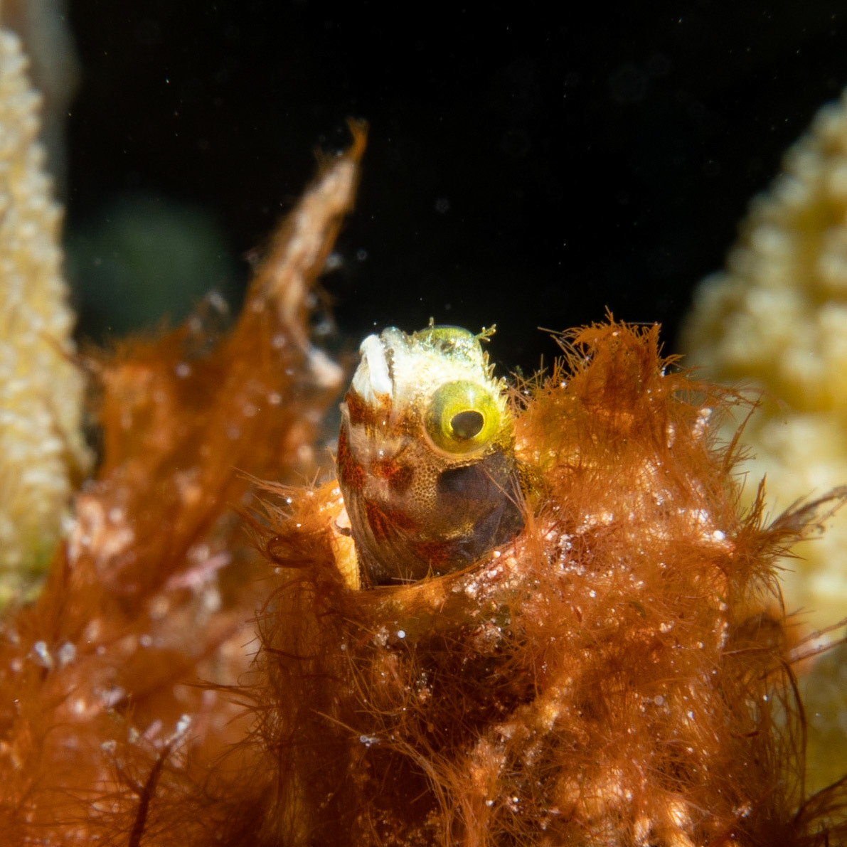 Spineyhead blenny