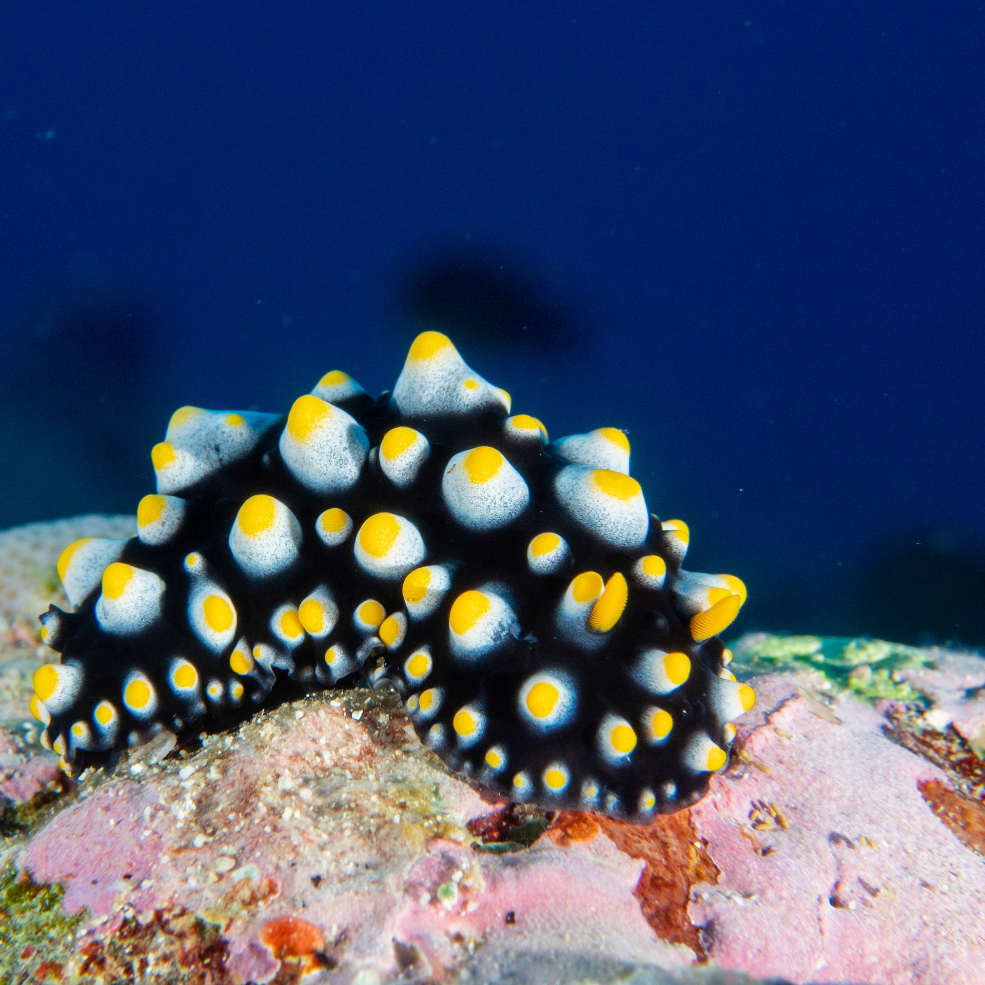 Nudibranch phyllidia varicosa