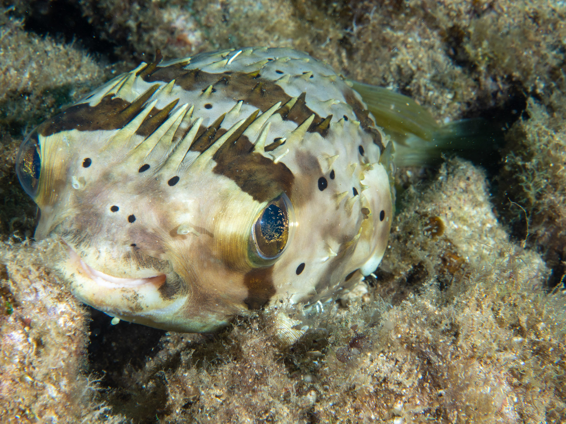 Giant porcupine fish