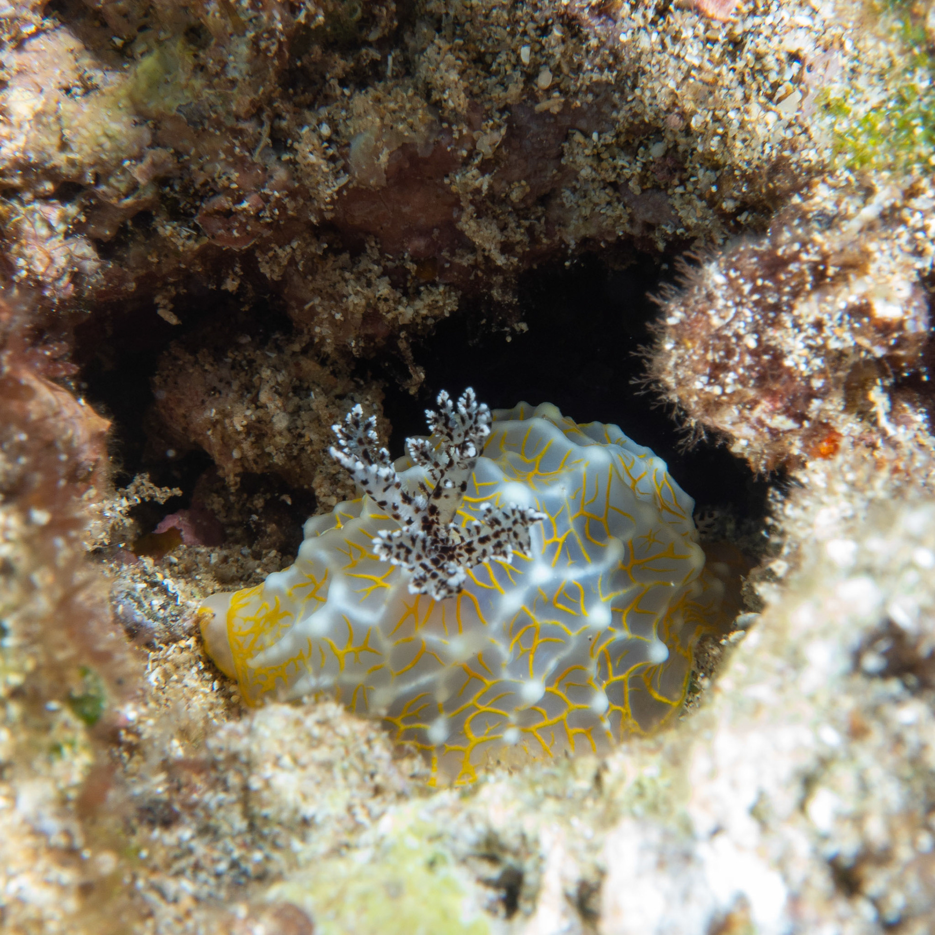 Gold lace nudibranch