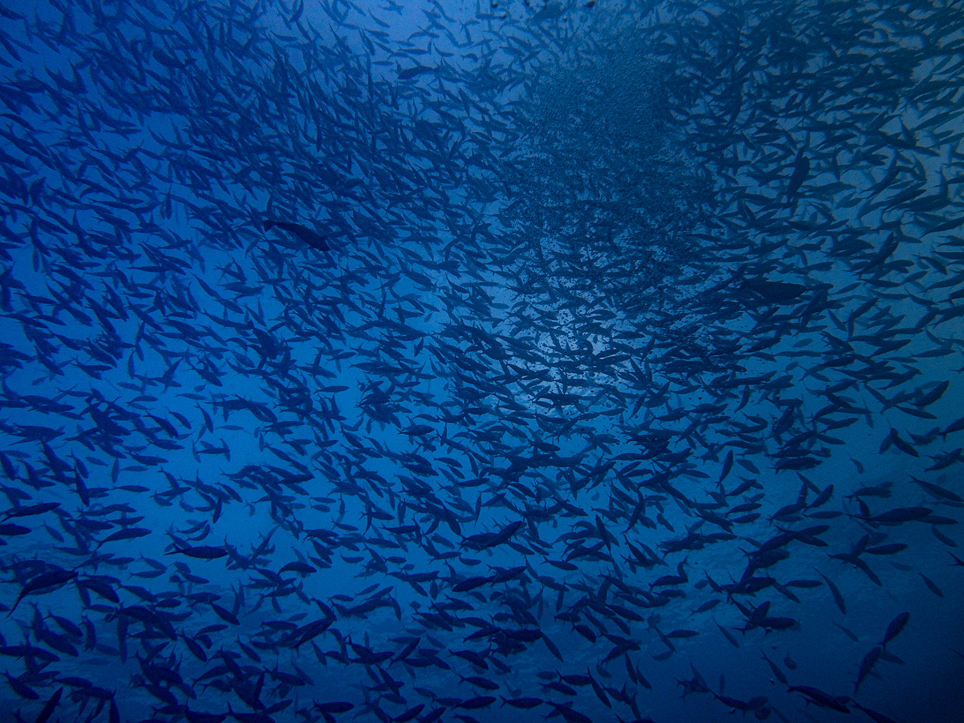 School of fish