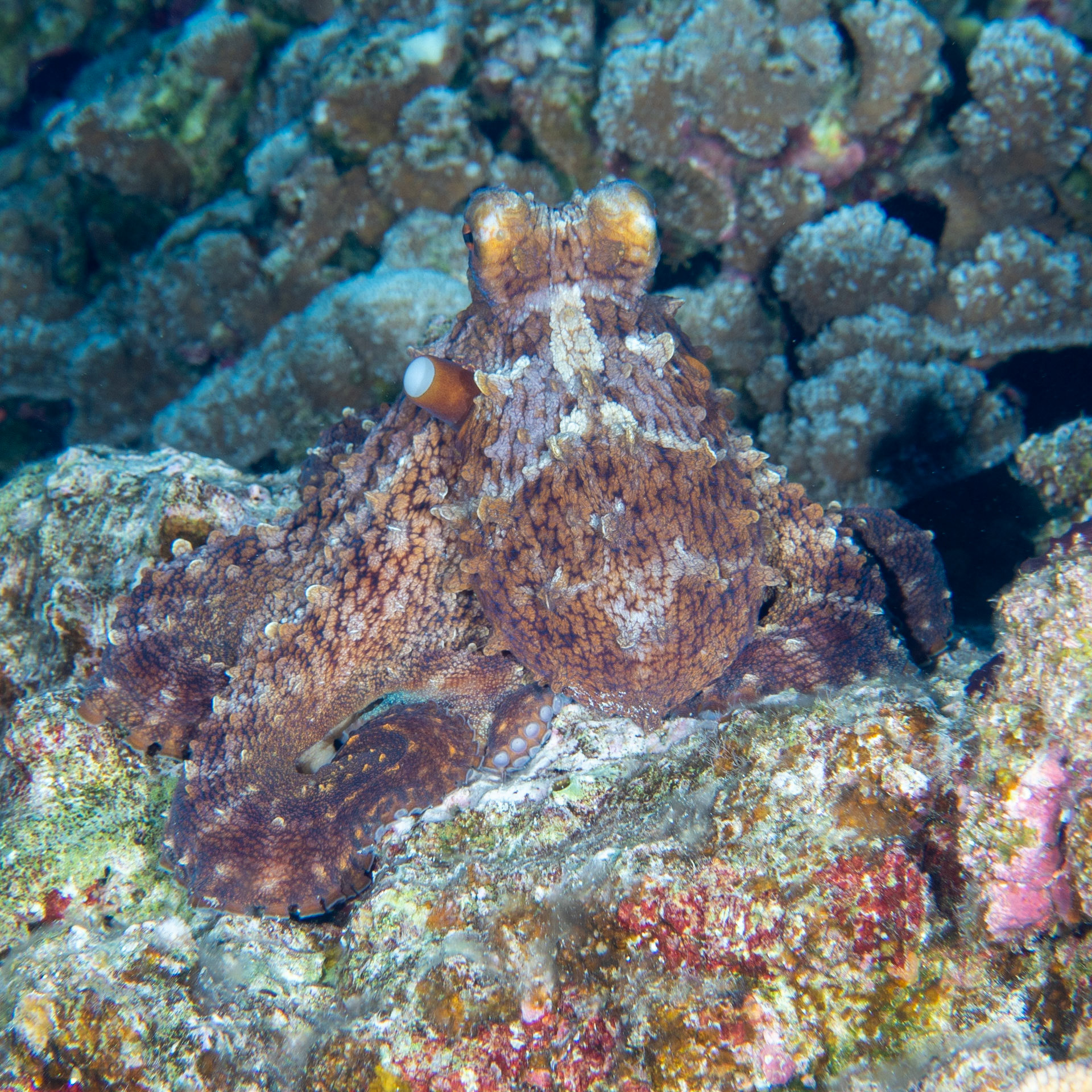 Pacific daylight octopus