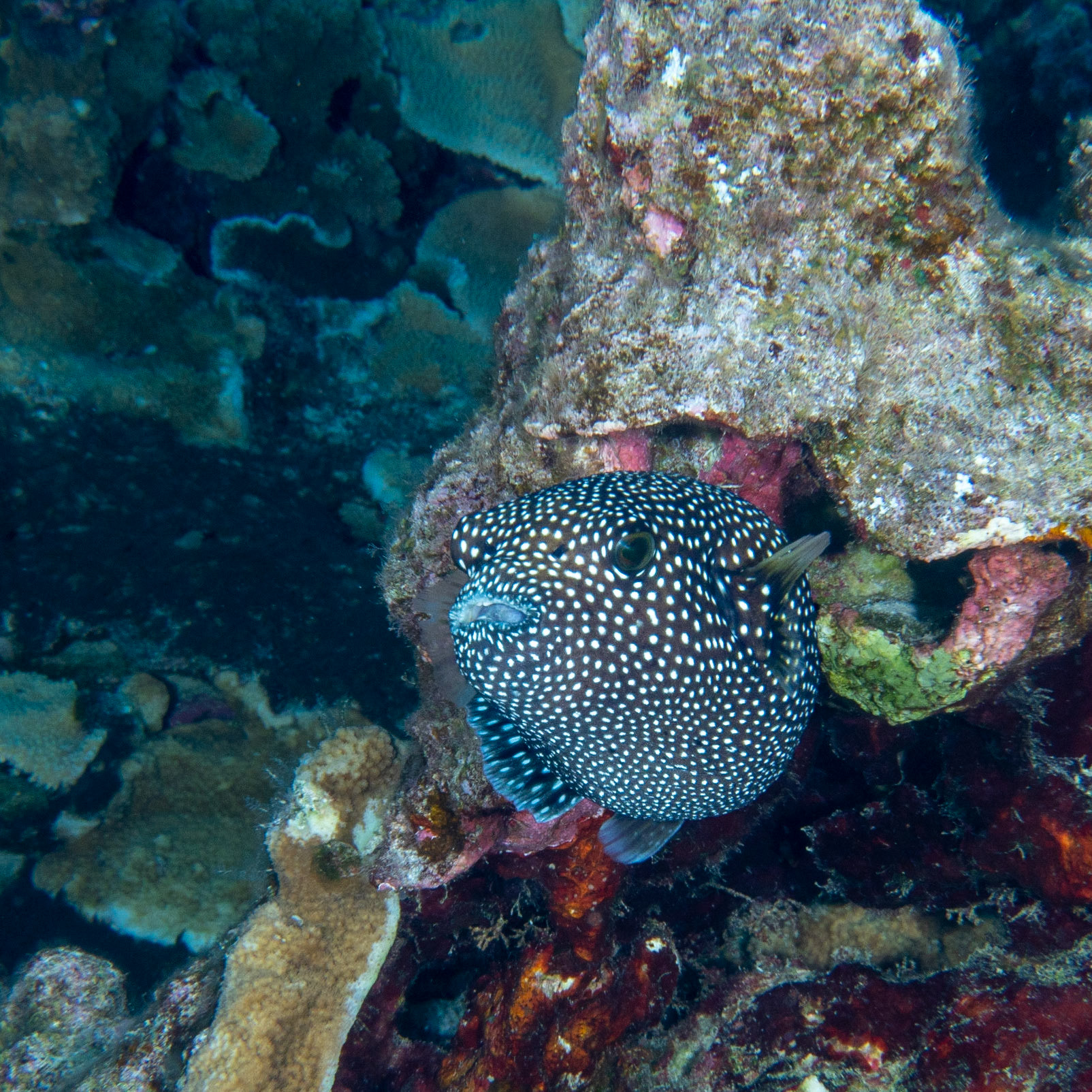 Hawaiian spotted pufferfish
