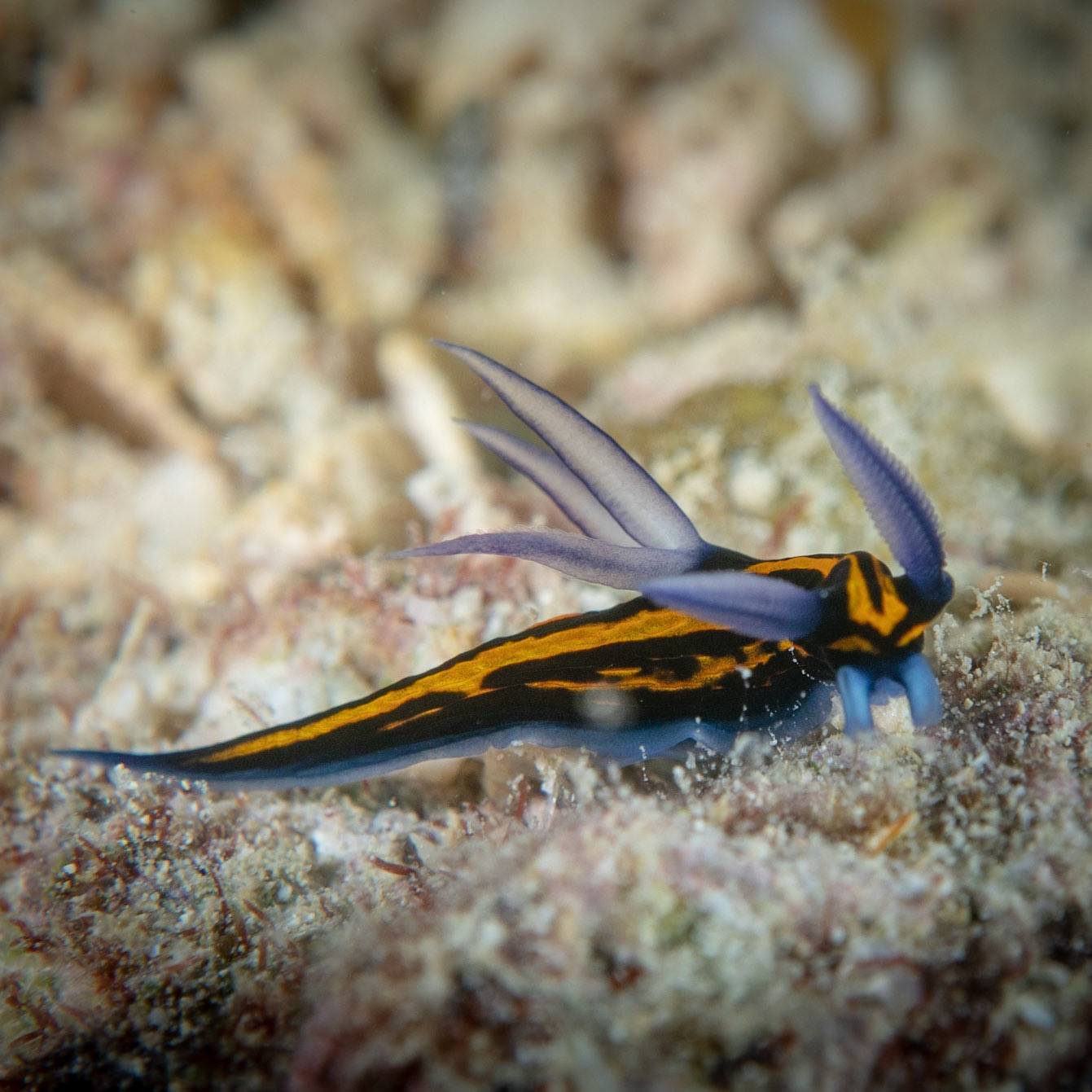 Nudibranch