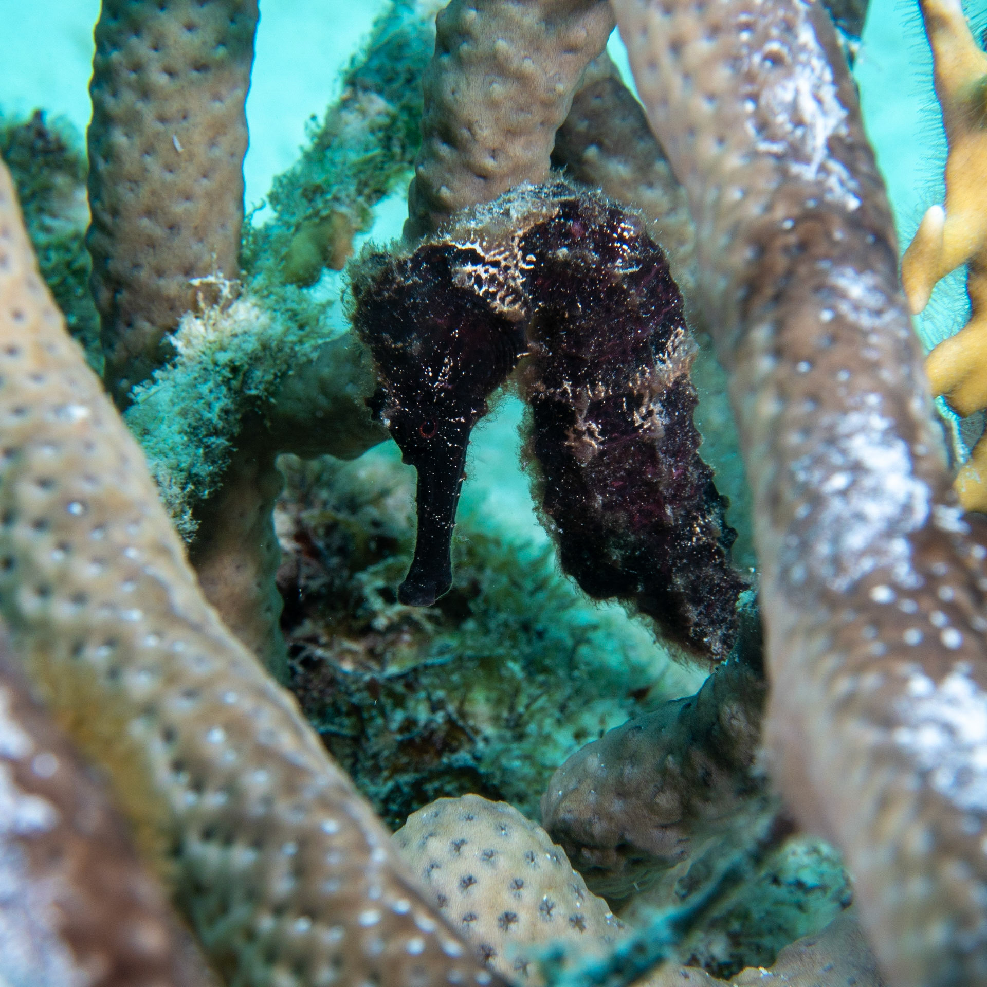 Black sea horse