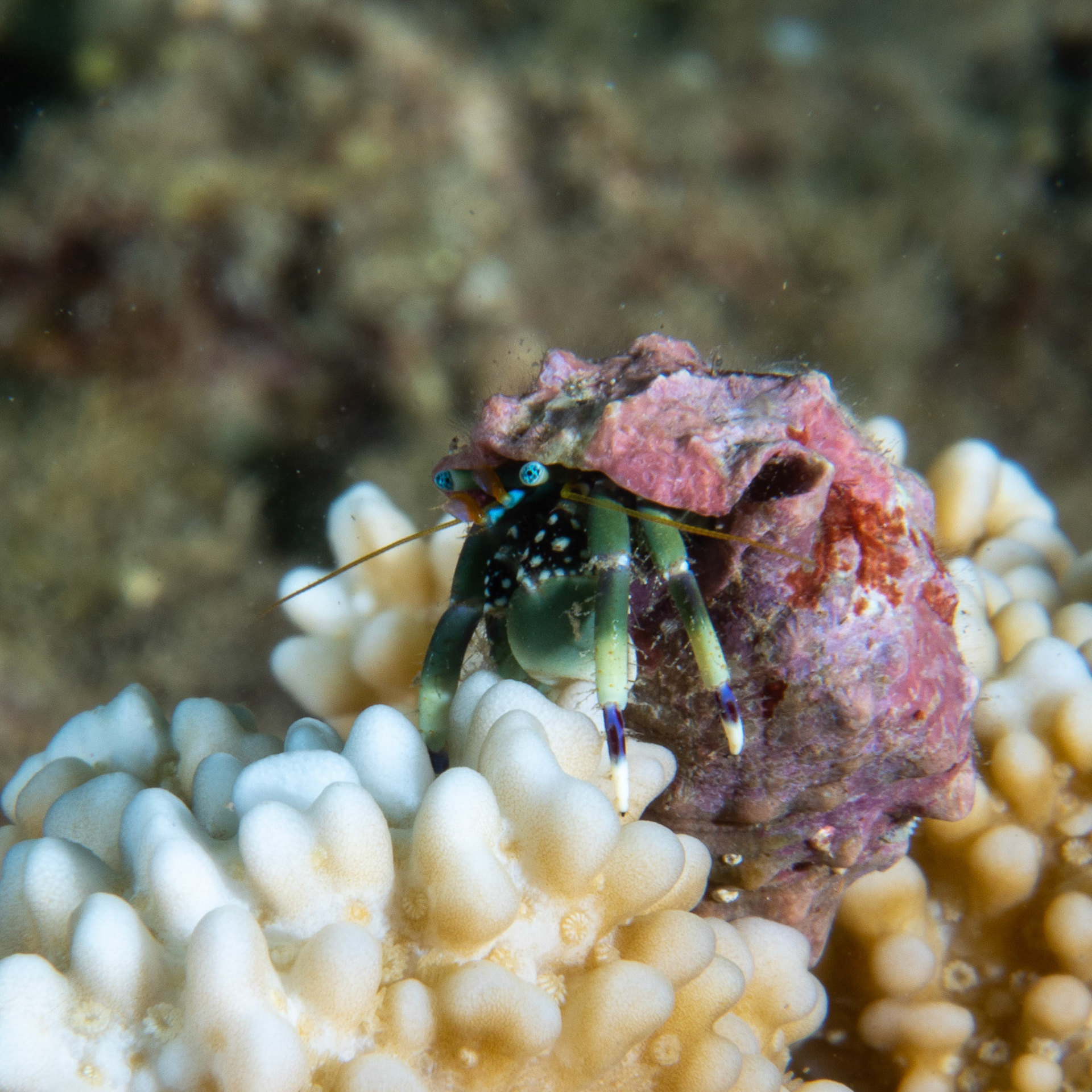 Zebra hermit crab
