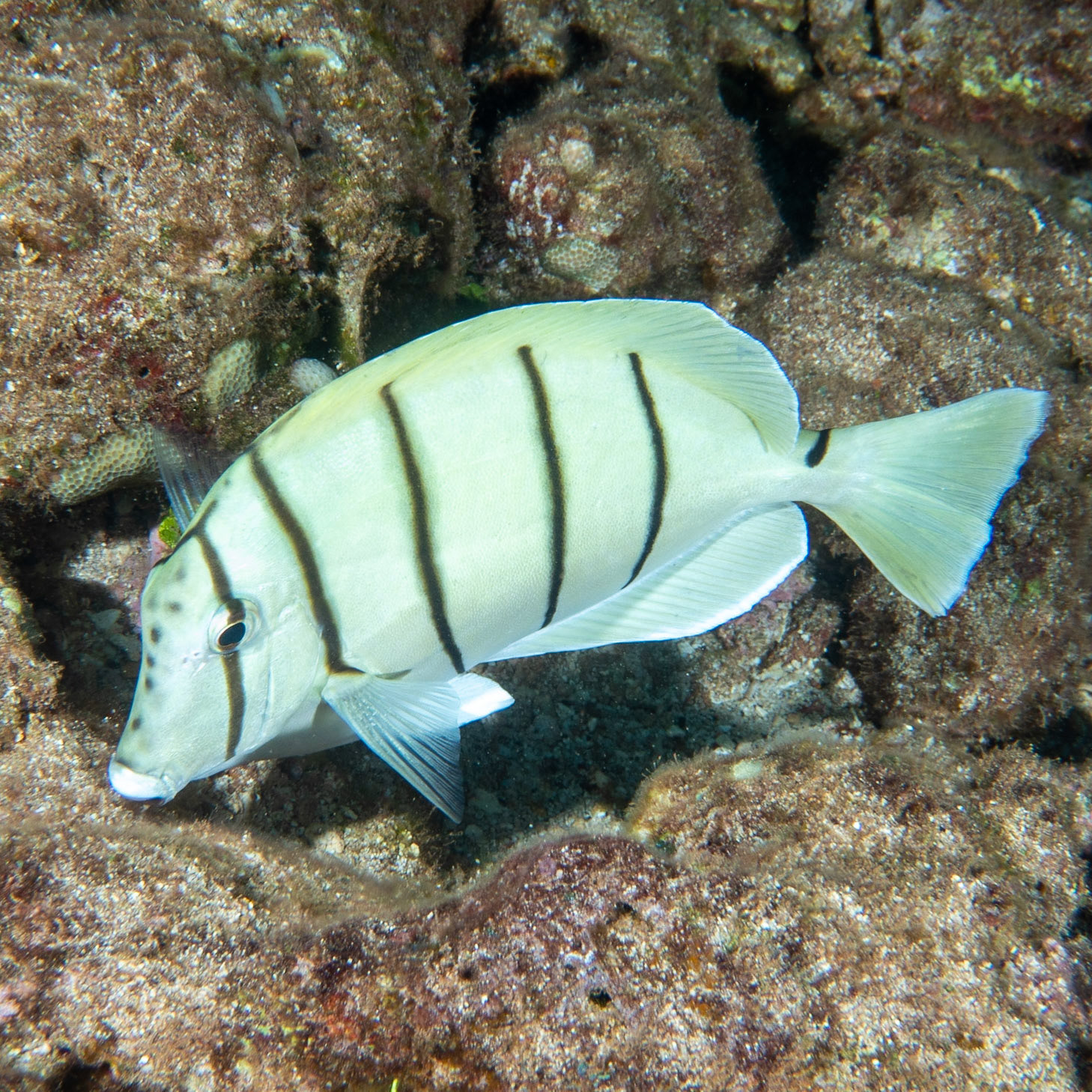 convict surgeon fish