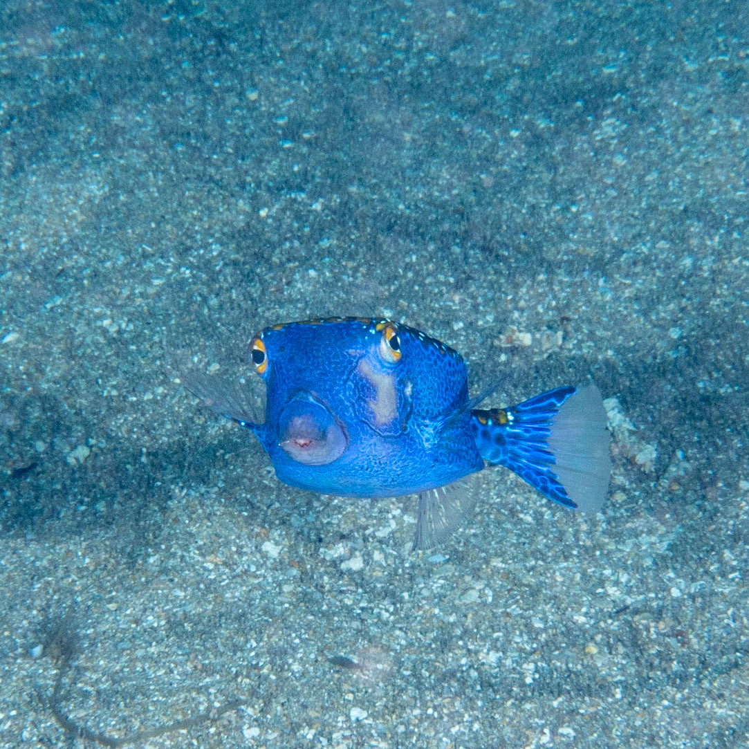 spotted box fish