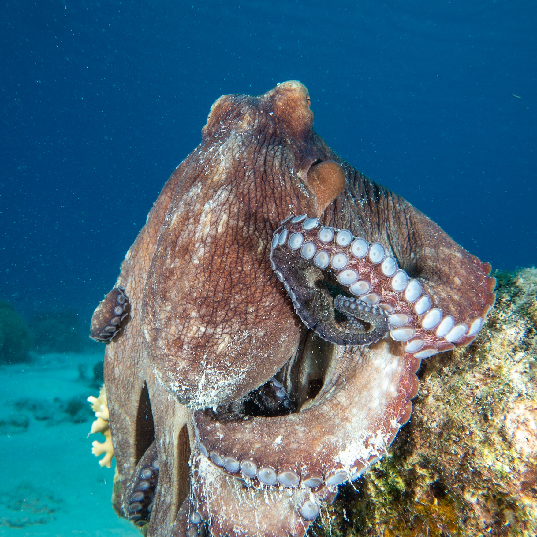 Caribbean reef octopus