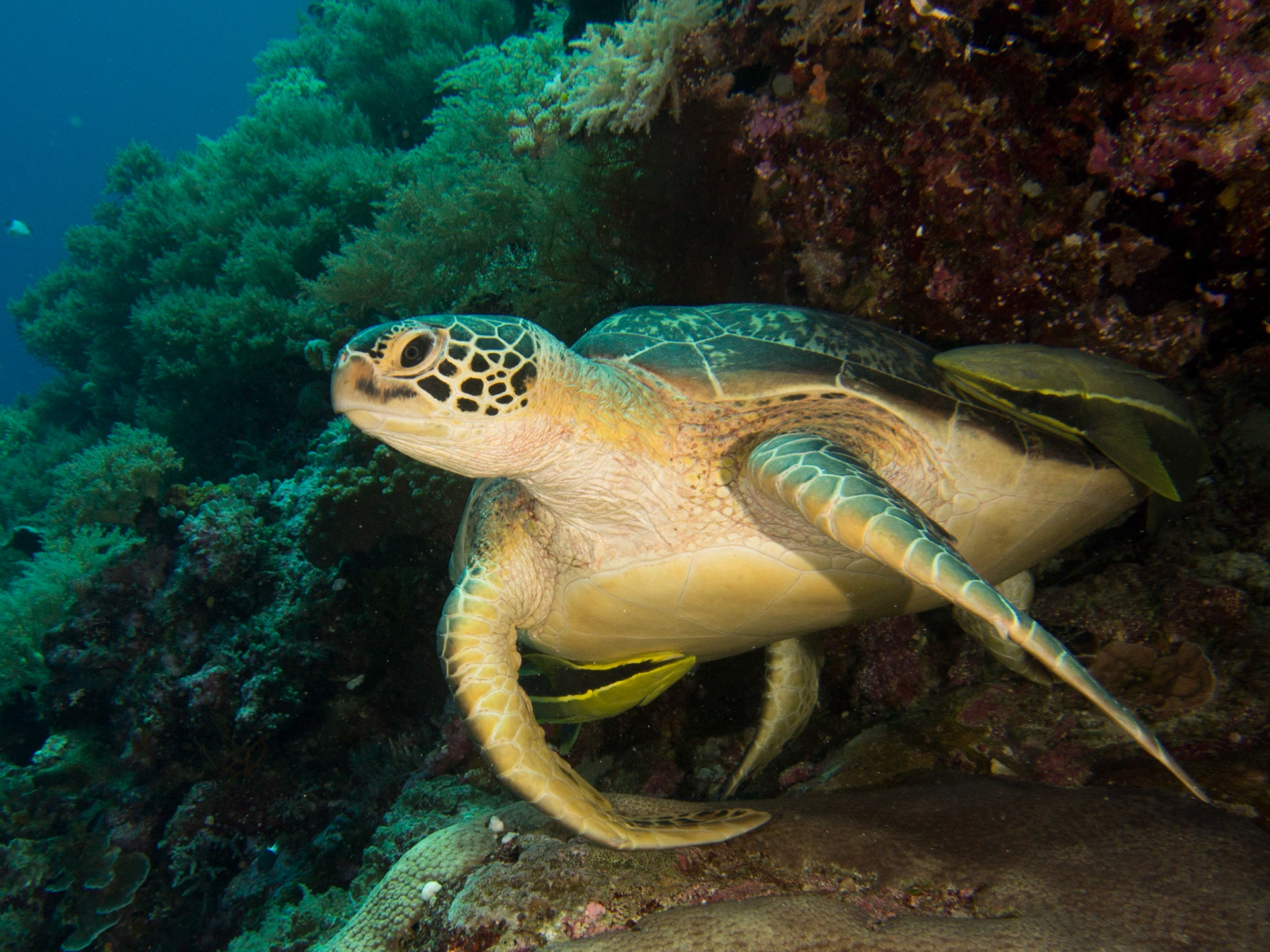 Green sea turtle