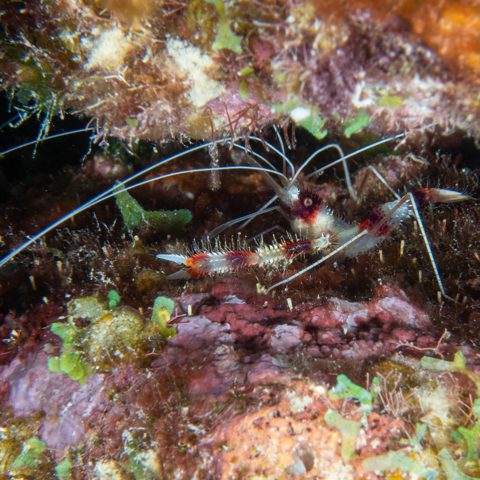 Banded coral shrimp