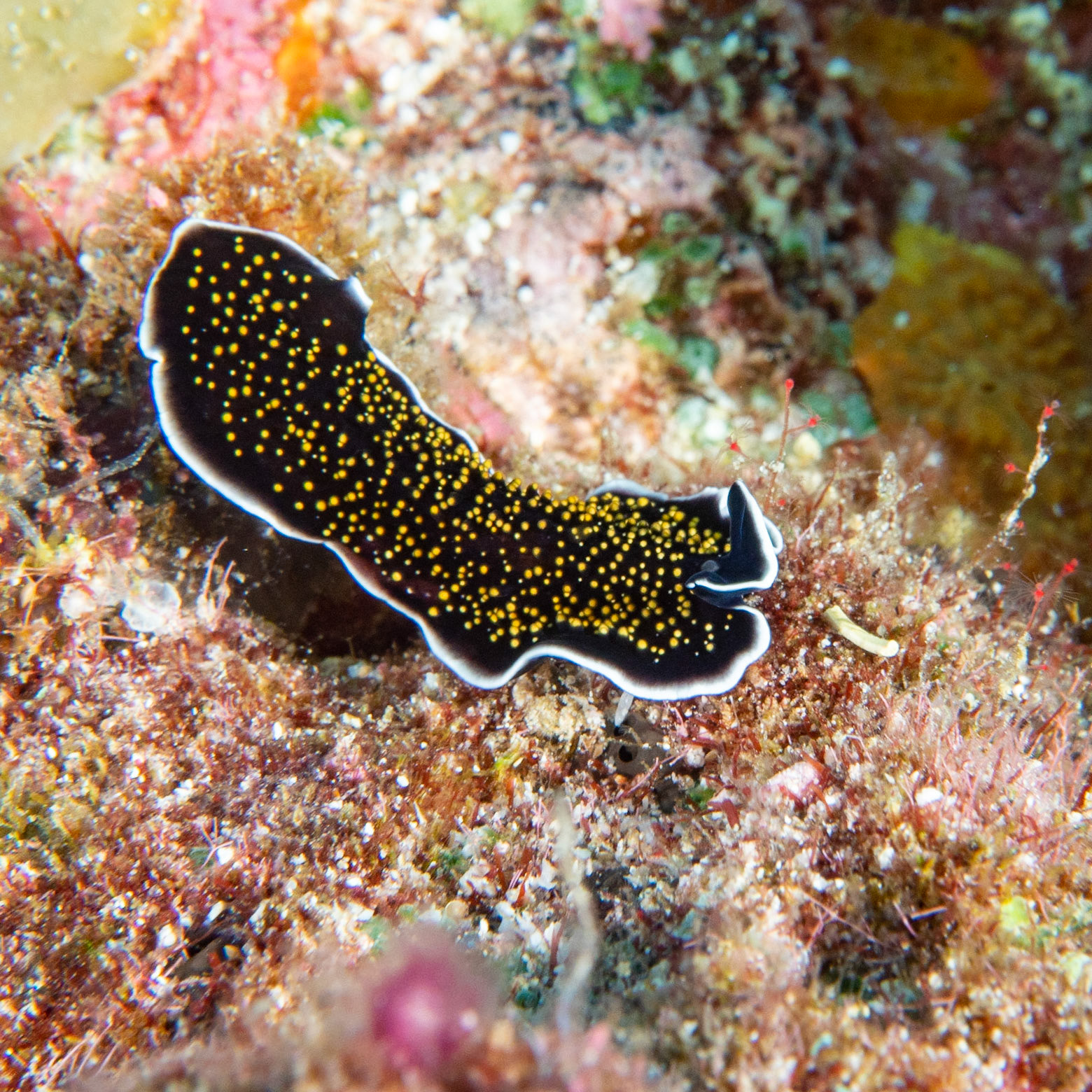 Yellow-spotted flatworm