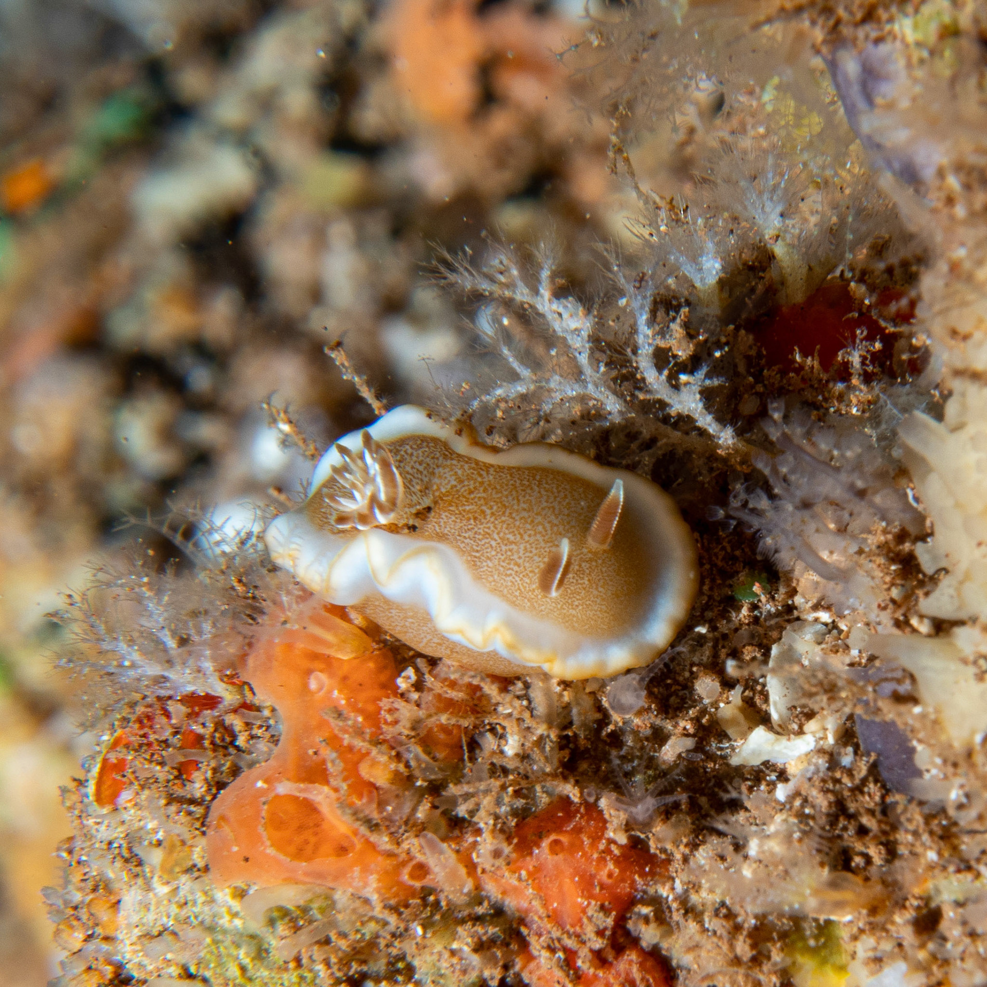 White margin nudibranch