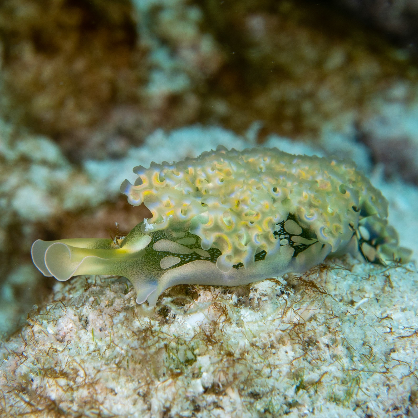 Green lettuce sea slug