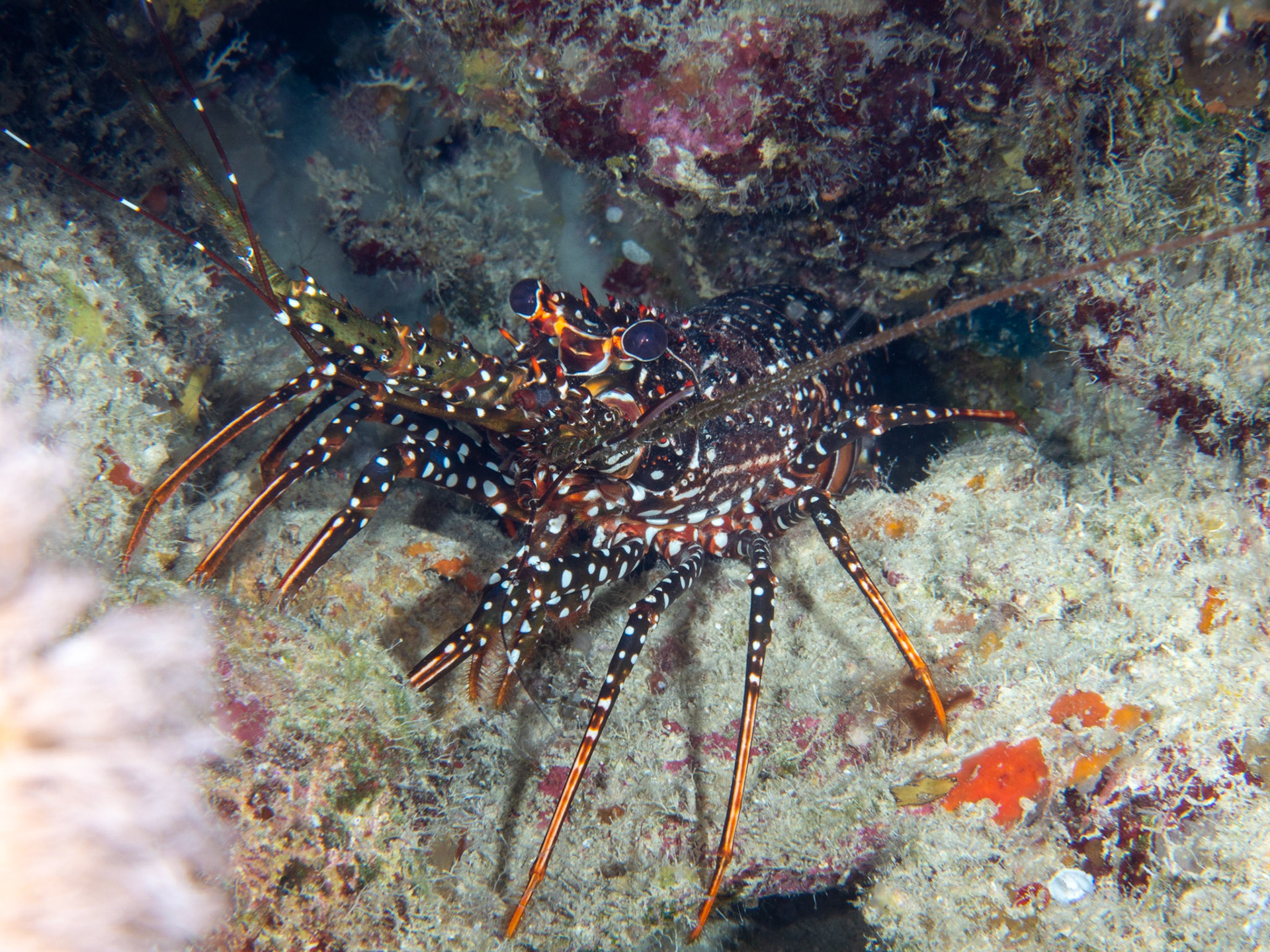 Spotted lobster