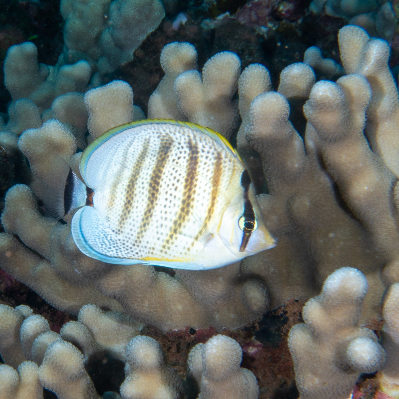 multiband butterfly fish