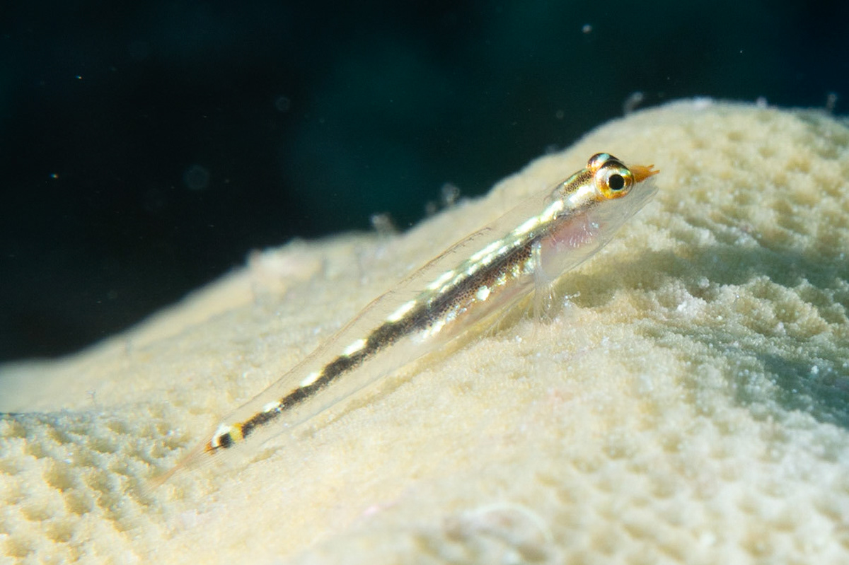 Coral goby