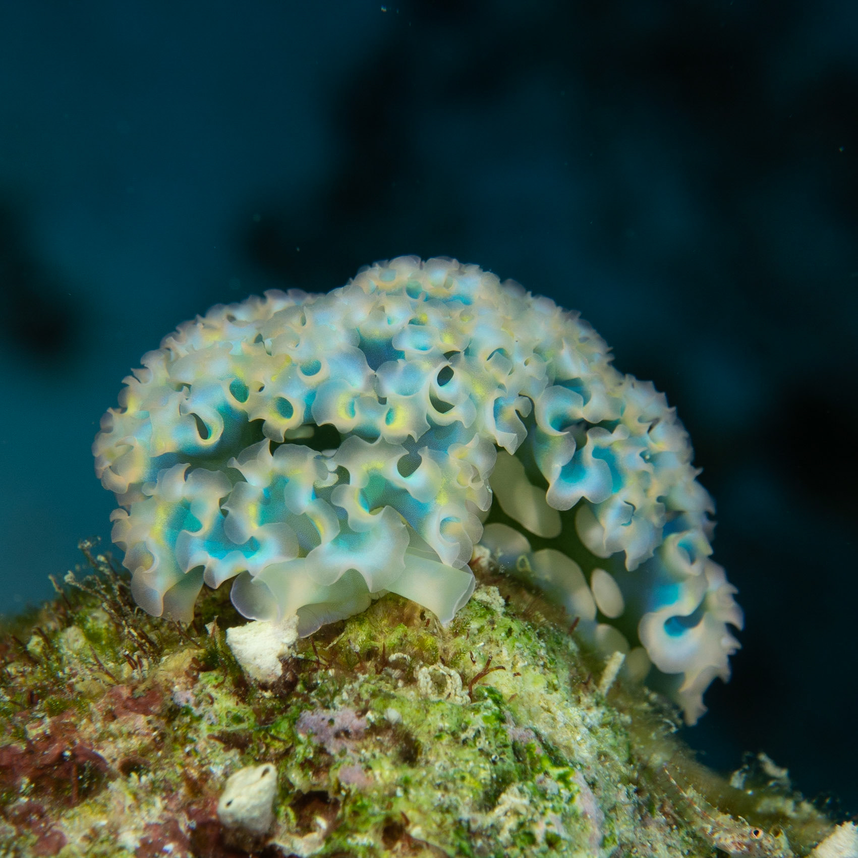 Lettuce sea slug