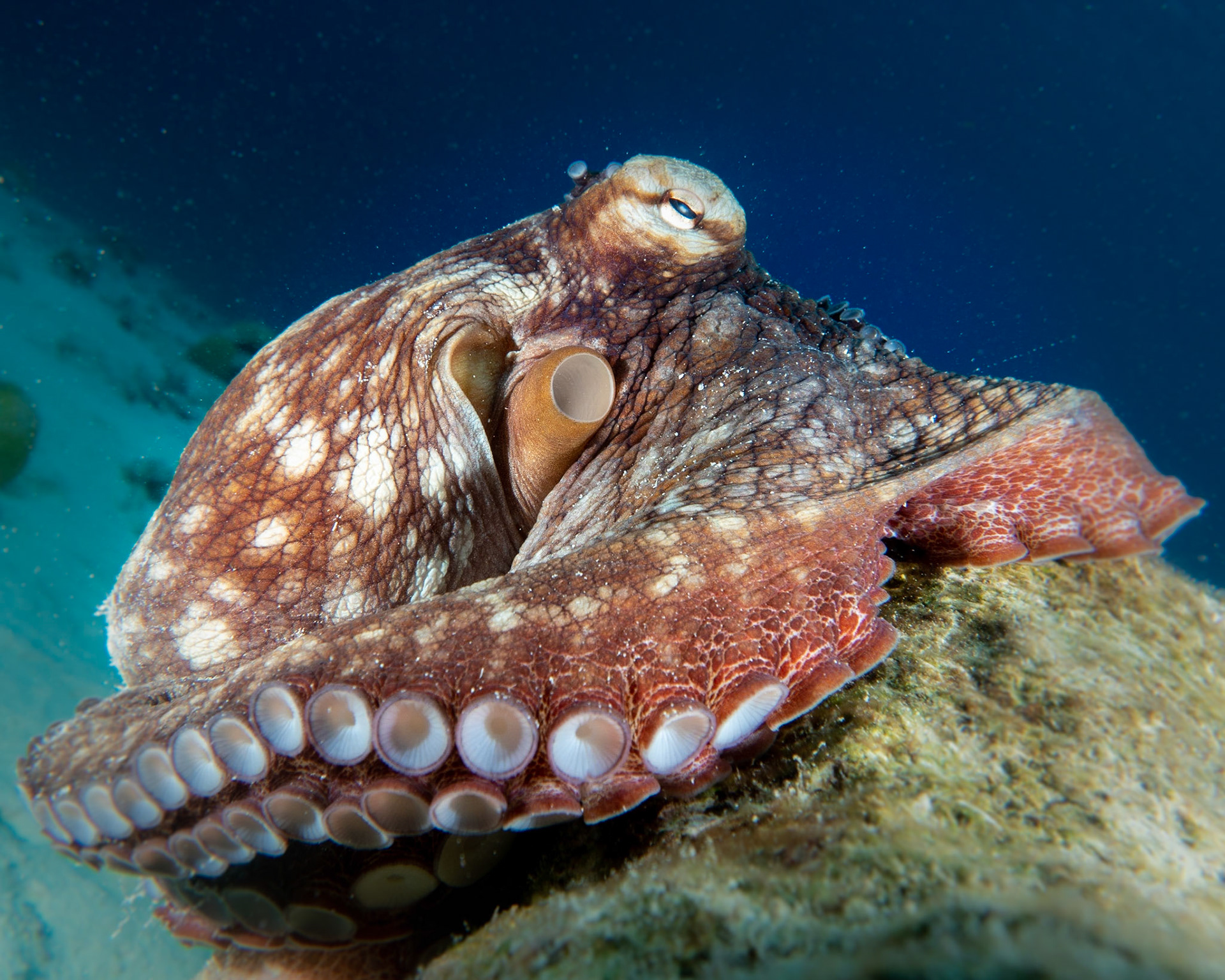 Caribbean reef octopus