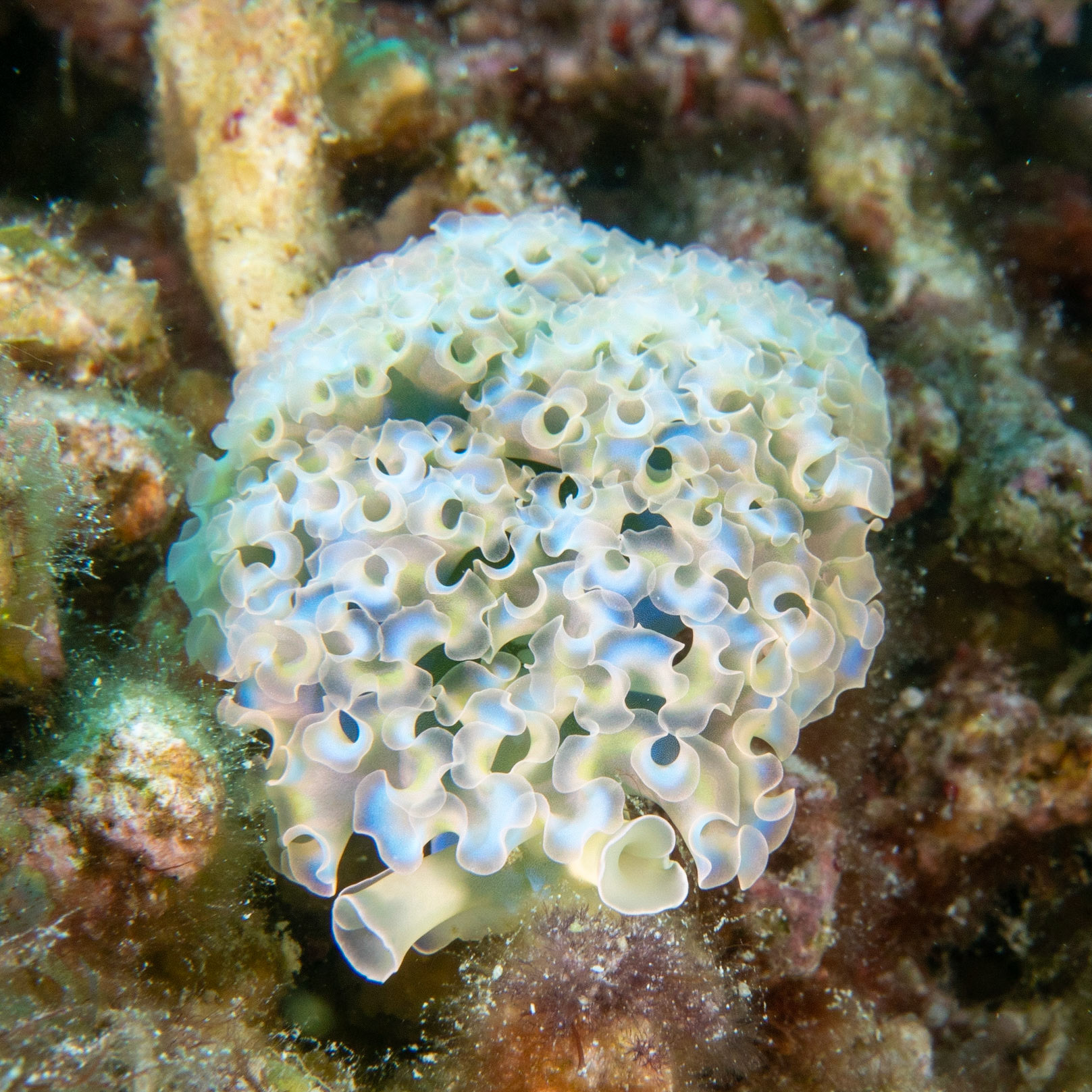 Blue lettuce sea slug