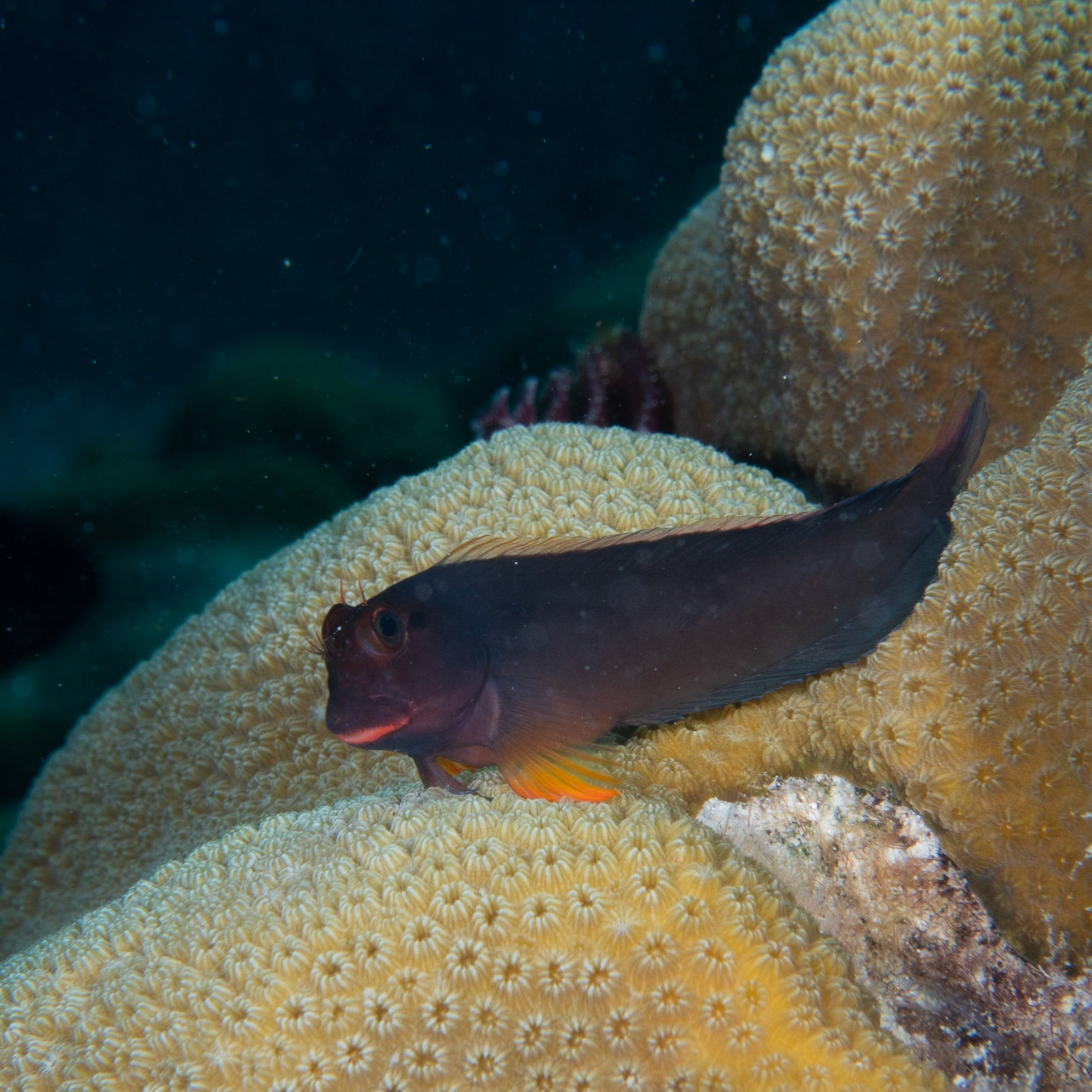 Red lip blenny