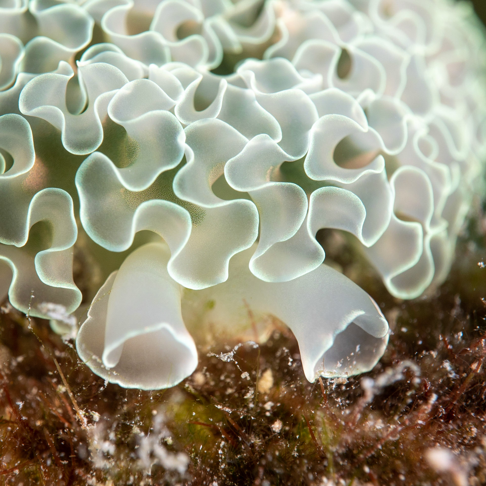 Lettuce sea slug