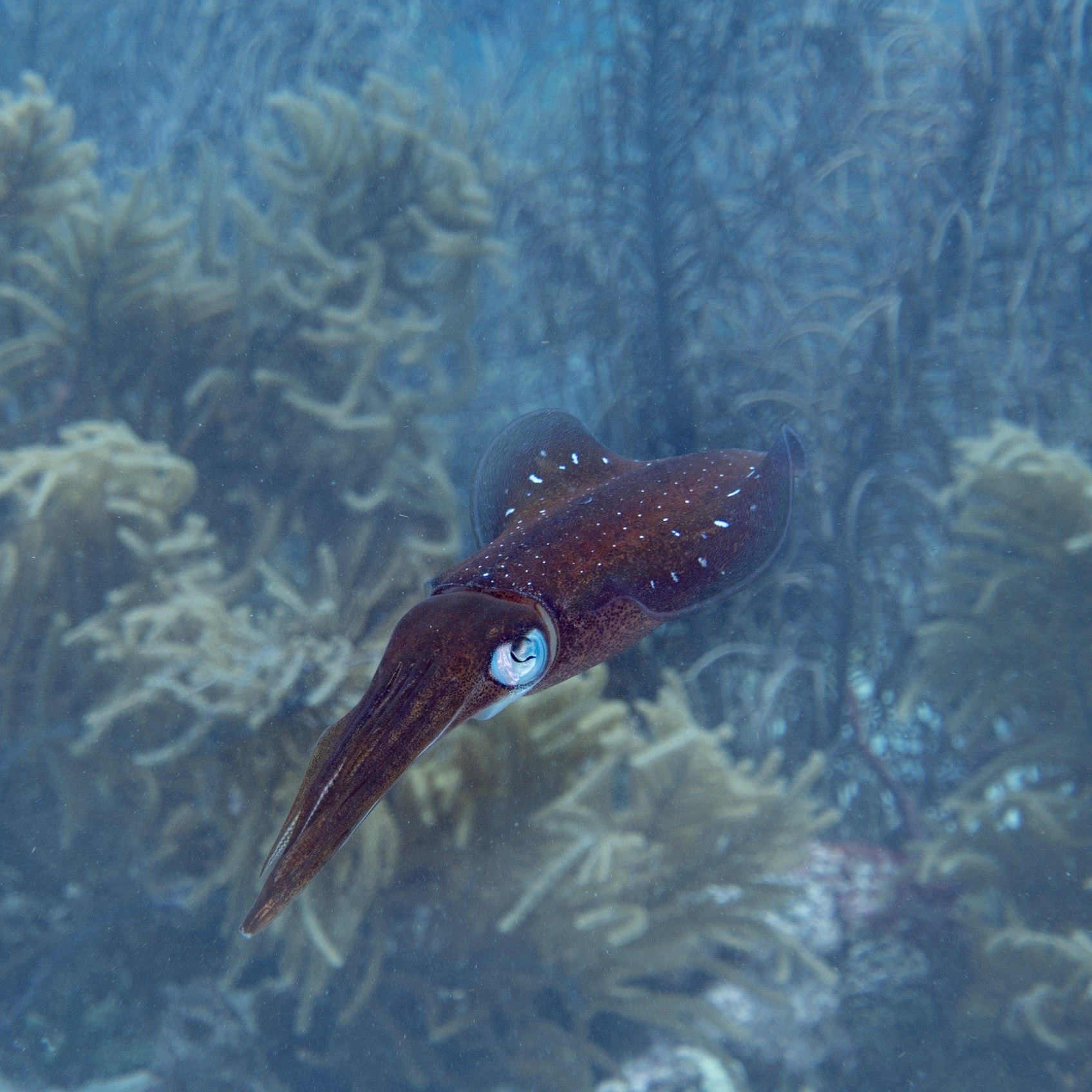 Caribbean reef squid