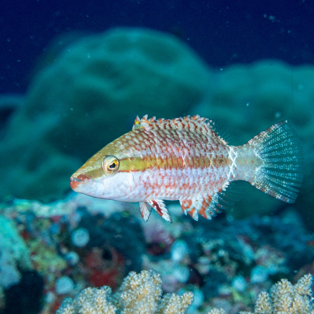 Juvenile floral wrasse