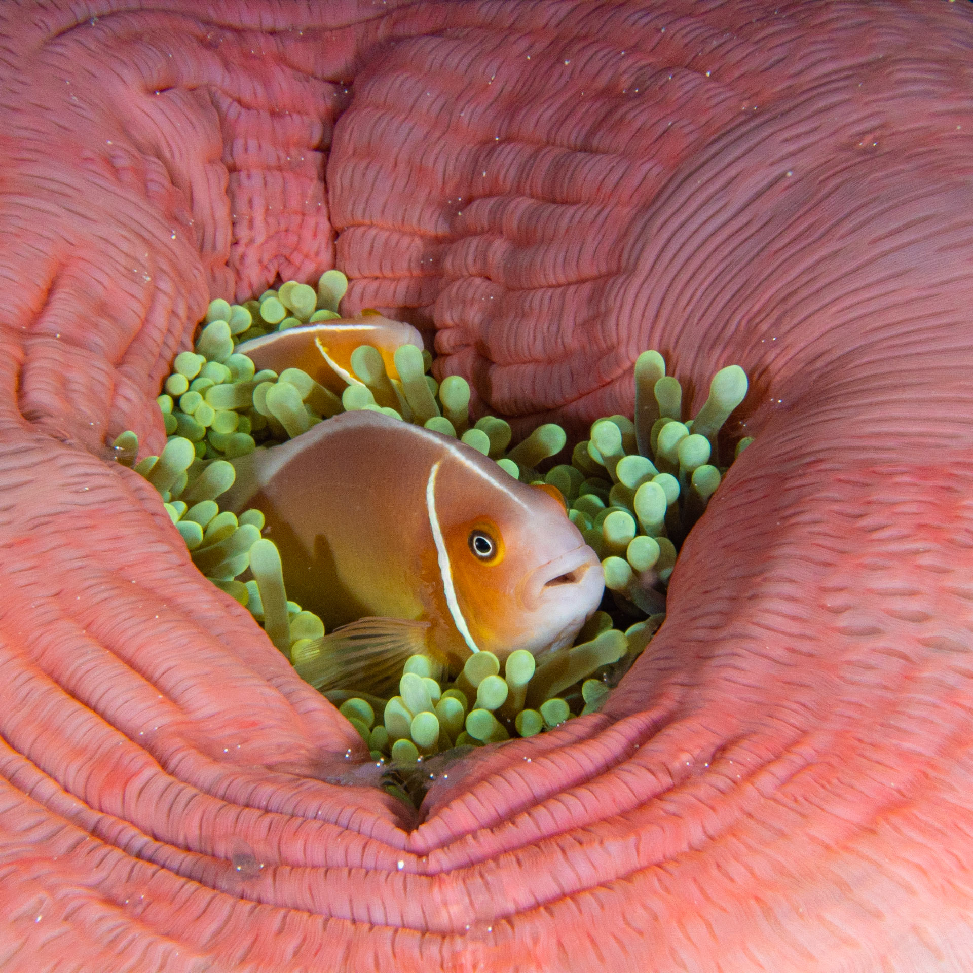 Anemone with anemone fish
