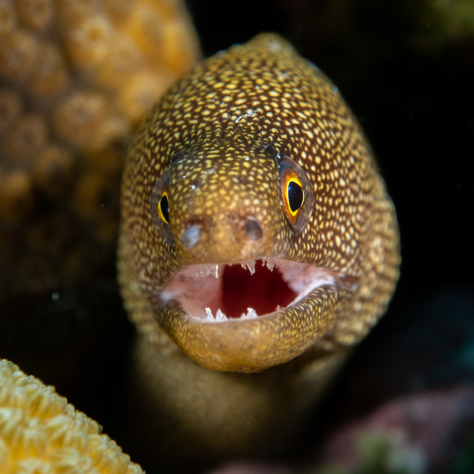 Golden tail morray eel